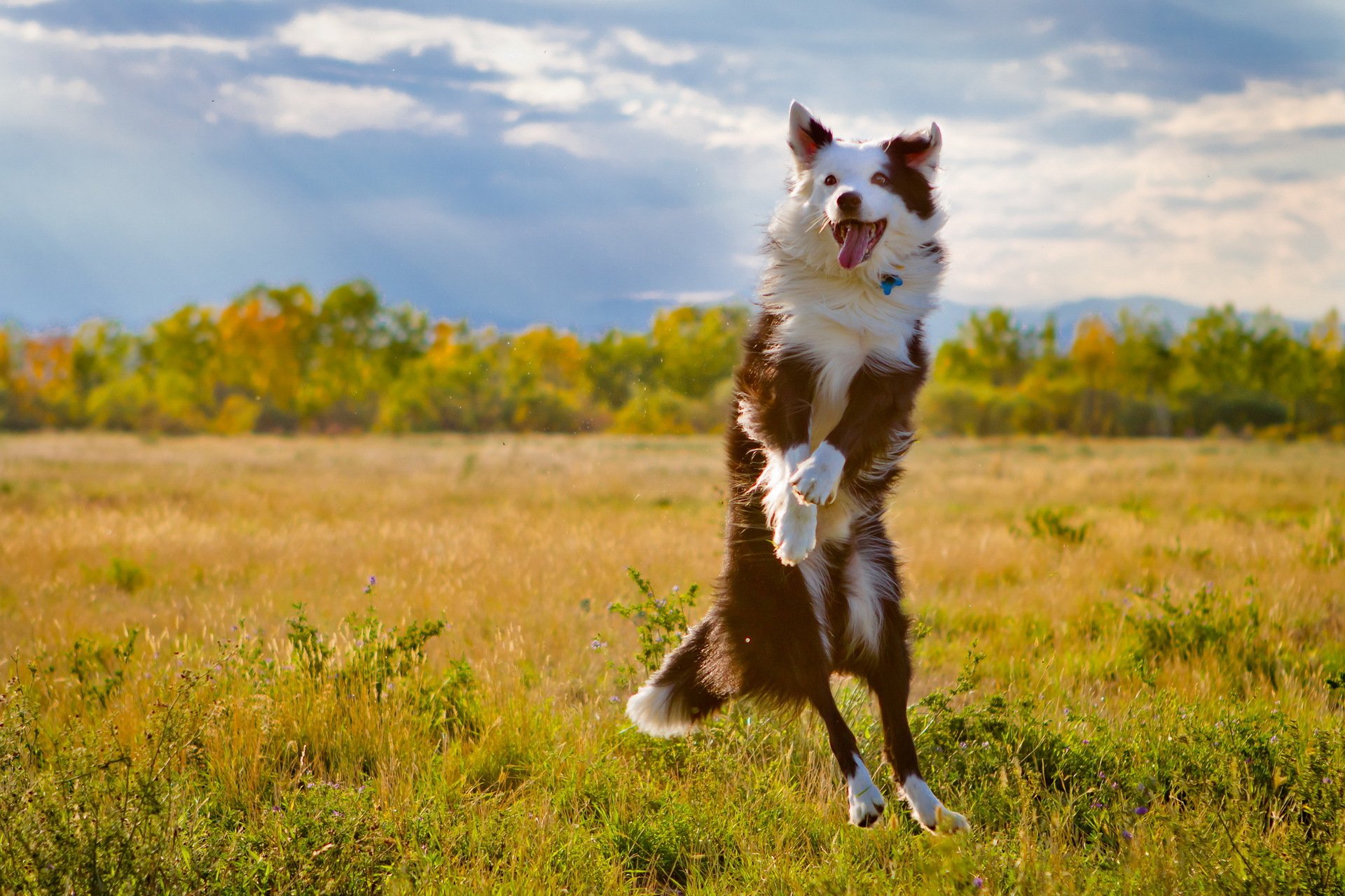 chien champ saut
