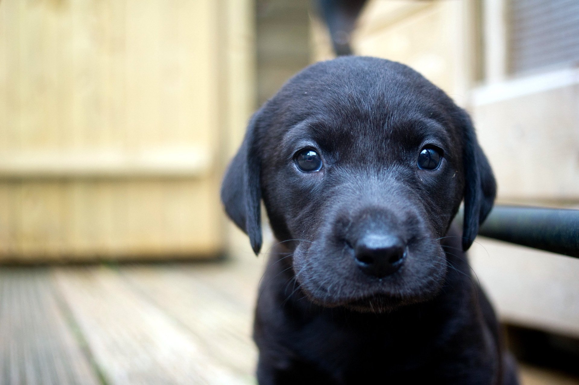 perro cachorro casa