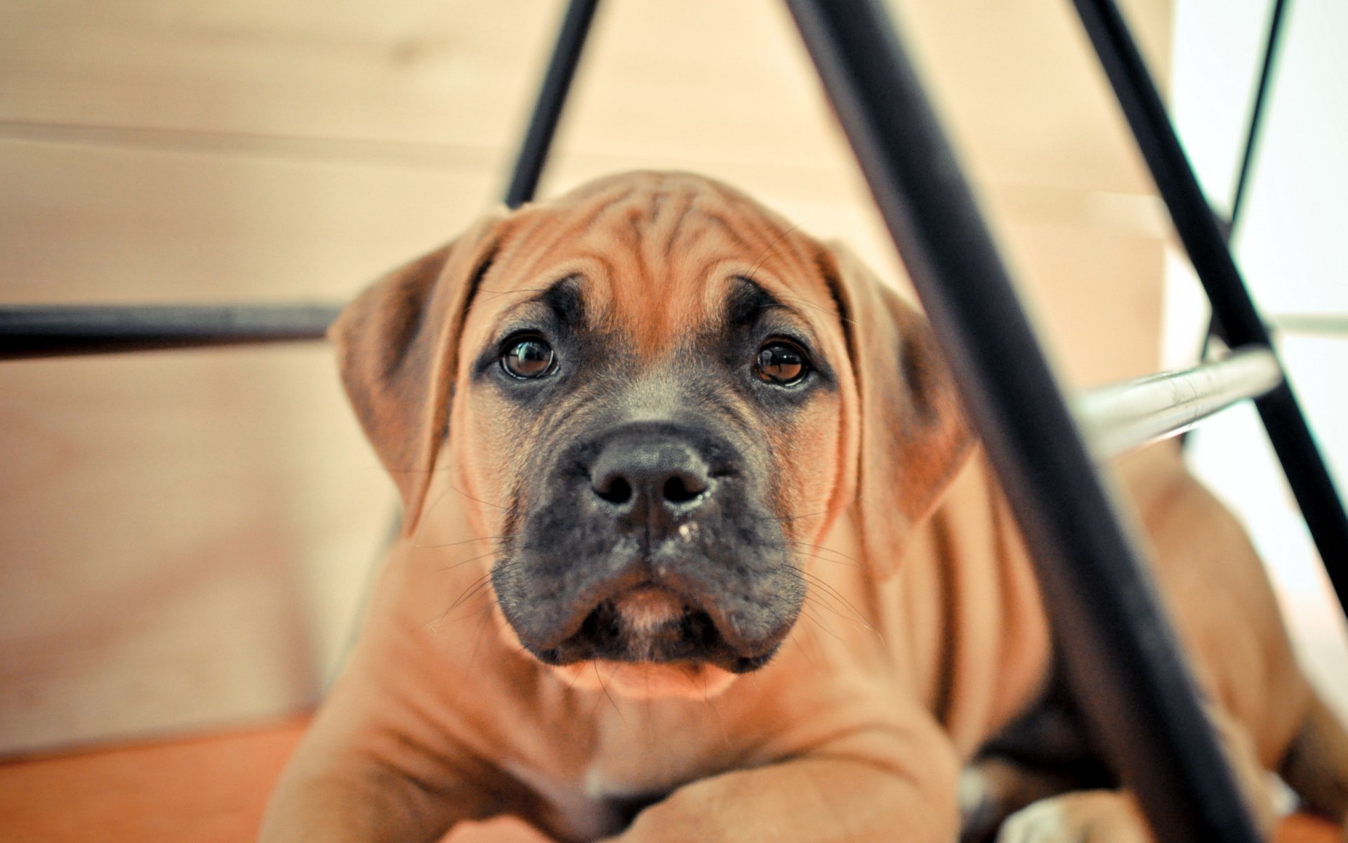 chien regard ami
