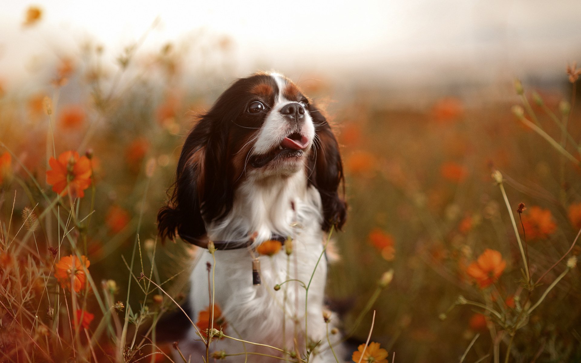 hund natur stimmung