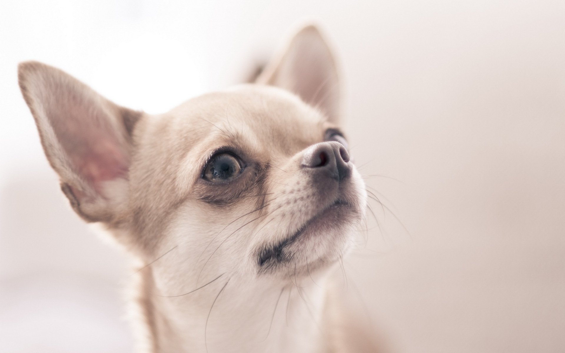 chihuahua perro mirada