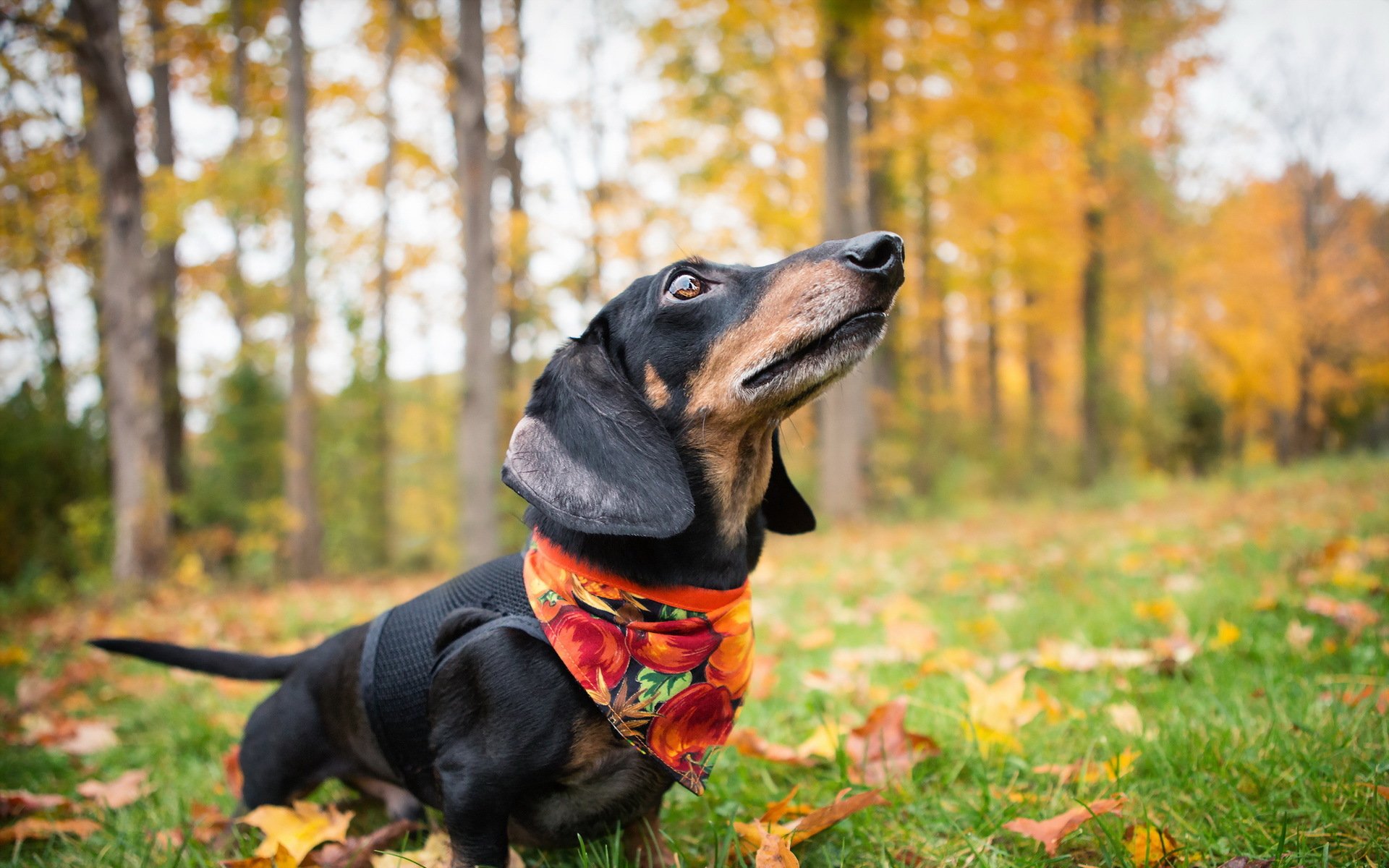 chien teckel automne