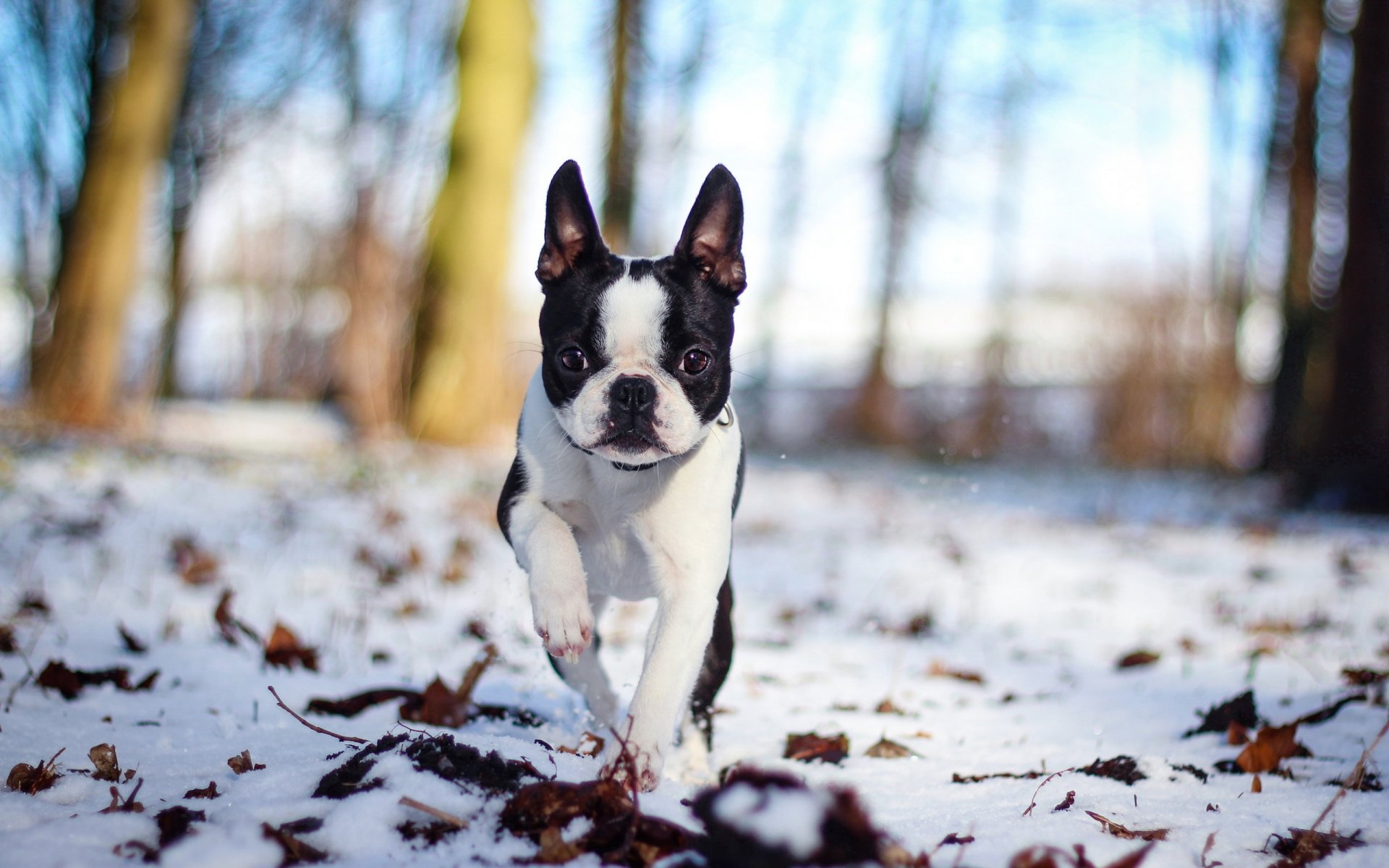 cane neve natura