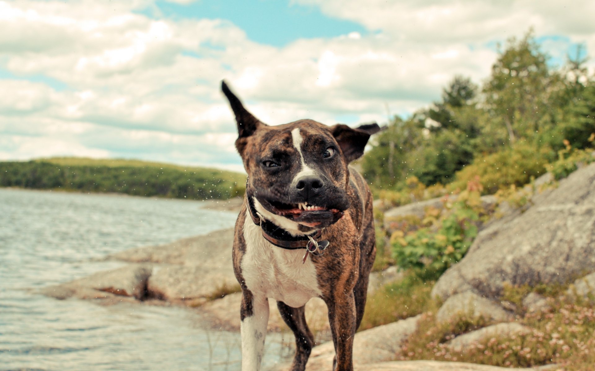 dog face motion handsome