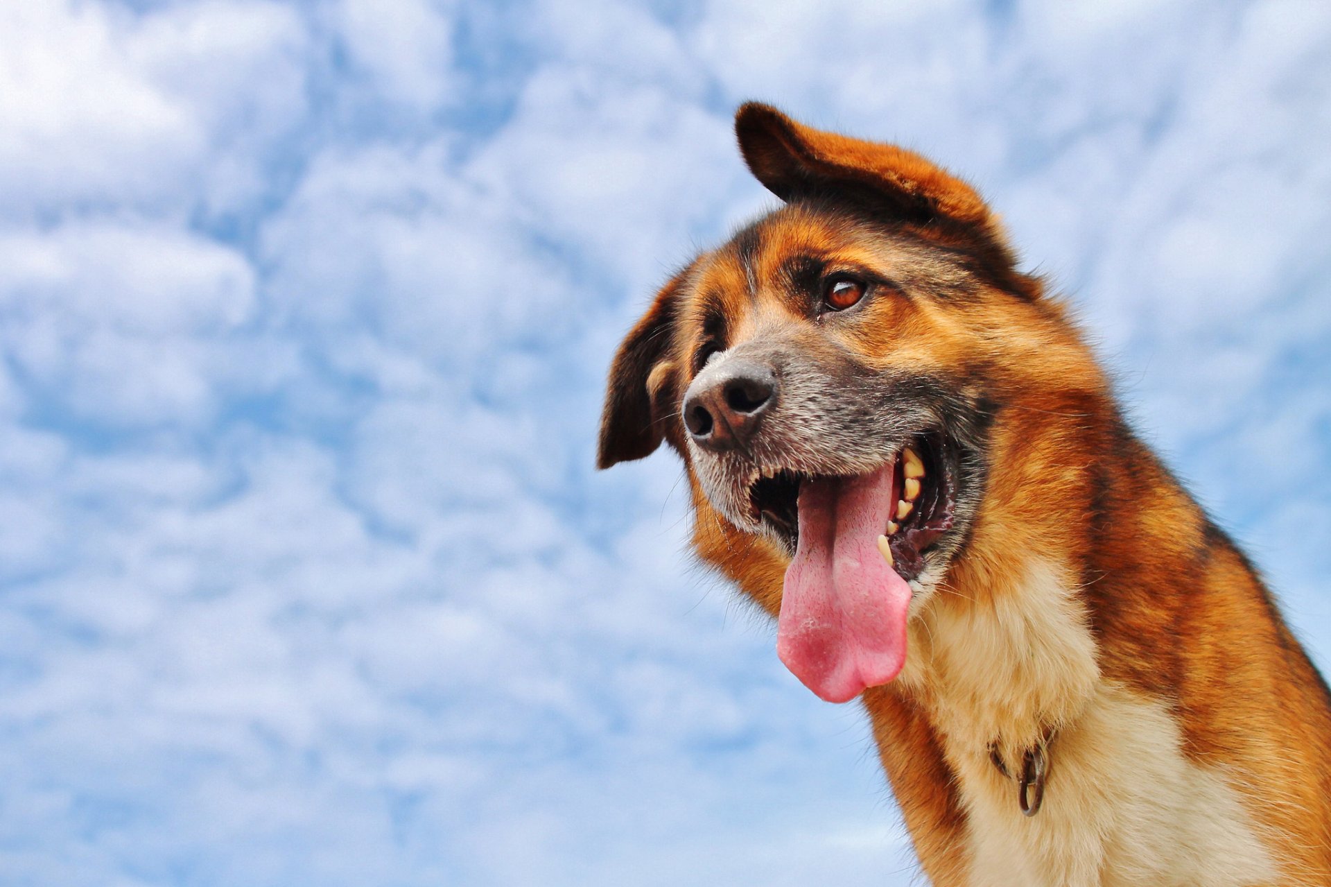 chien langue nuages