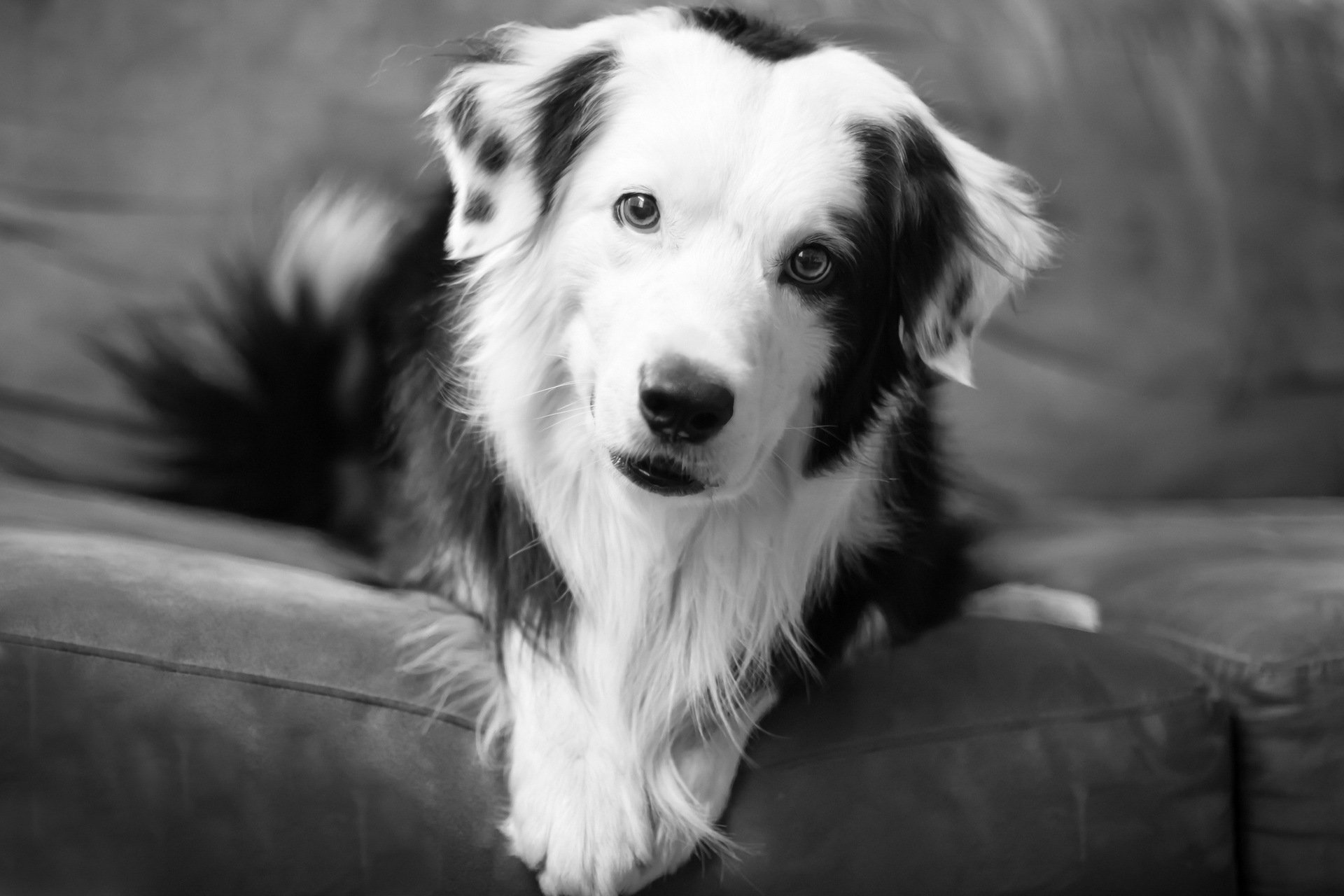 dog view other