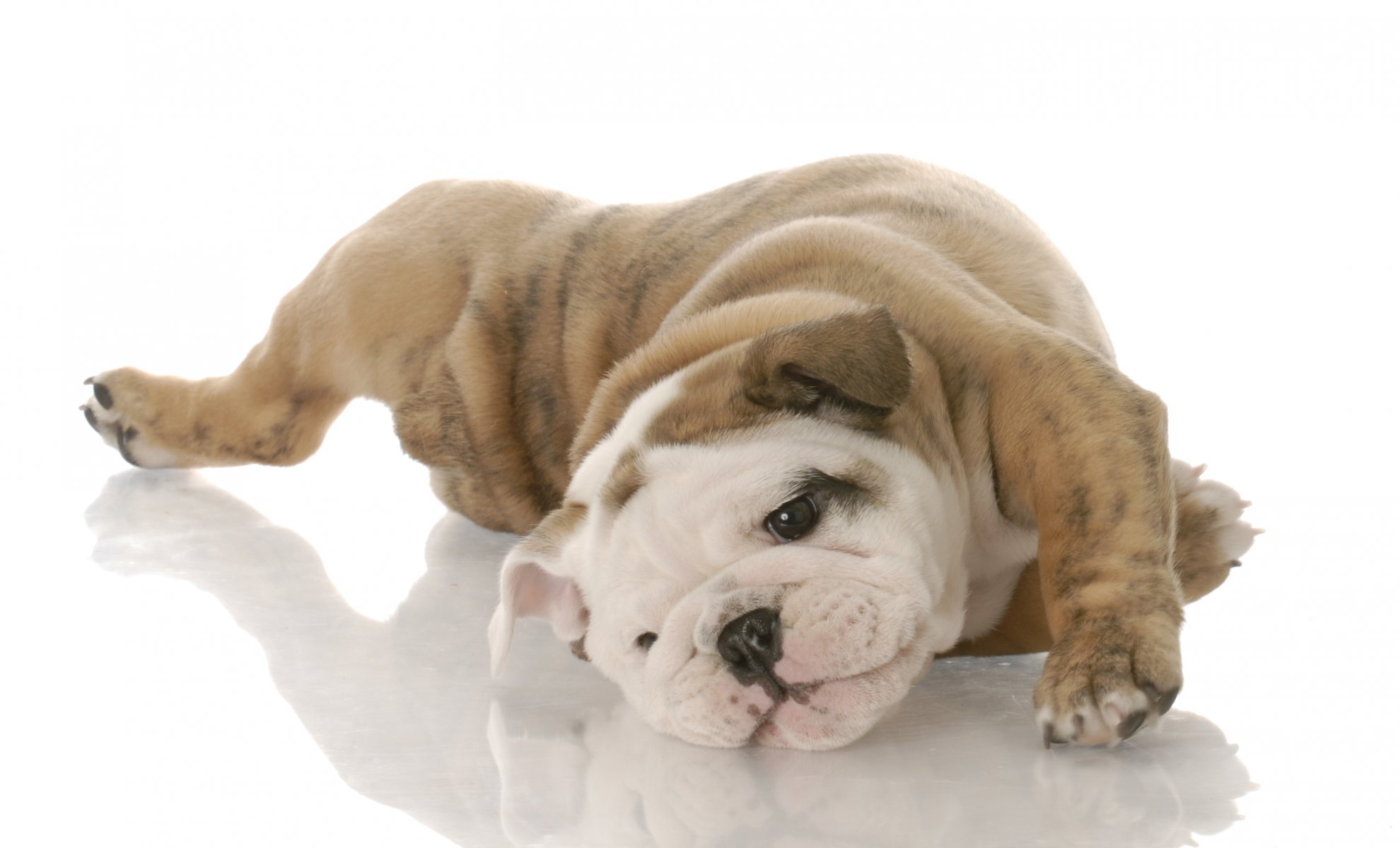 hund welpe englische bulldogge weißer hintergrund