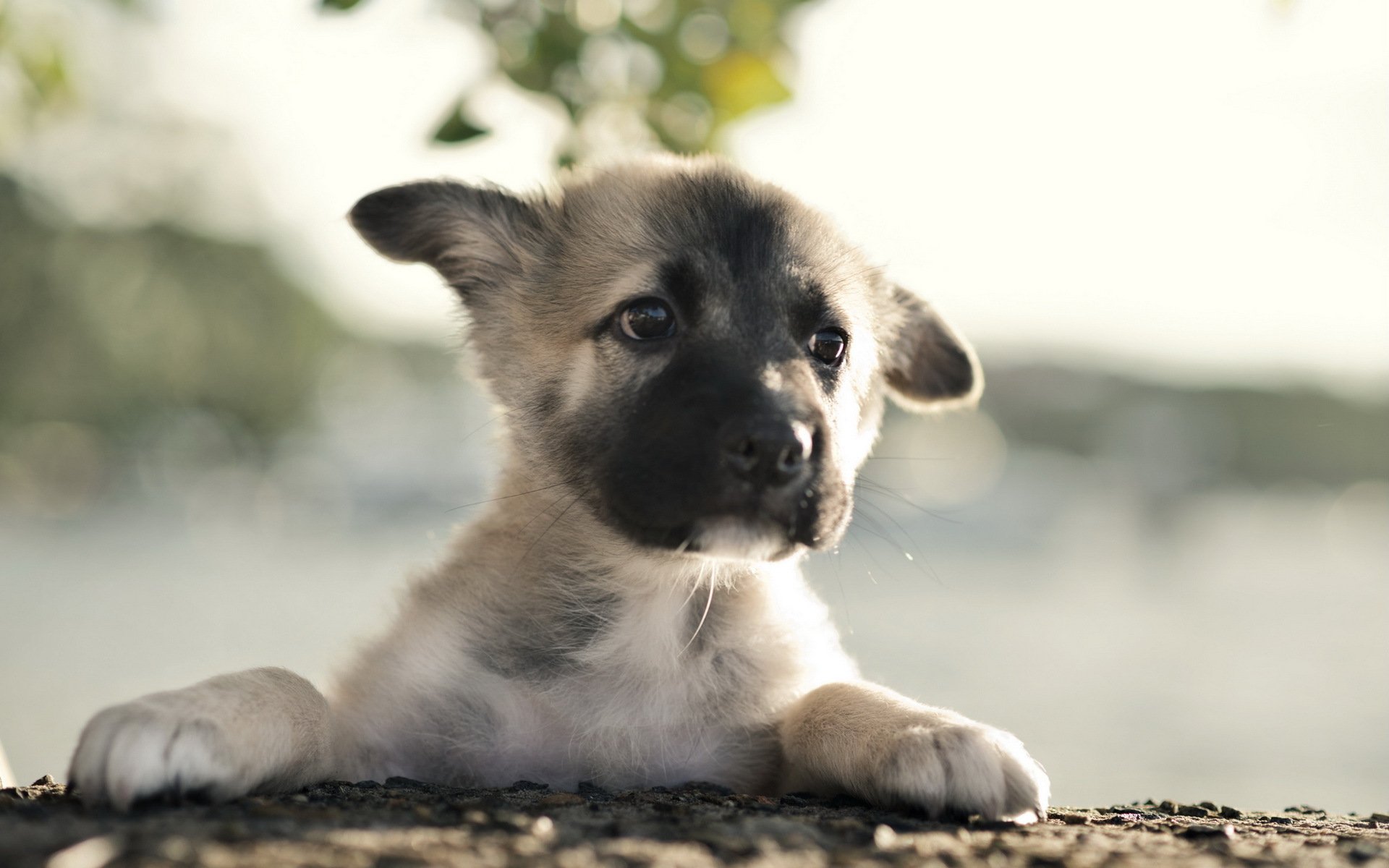 pastor alemán perro cachorro