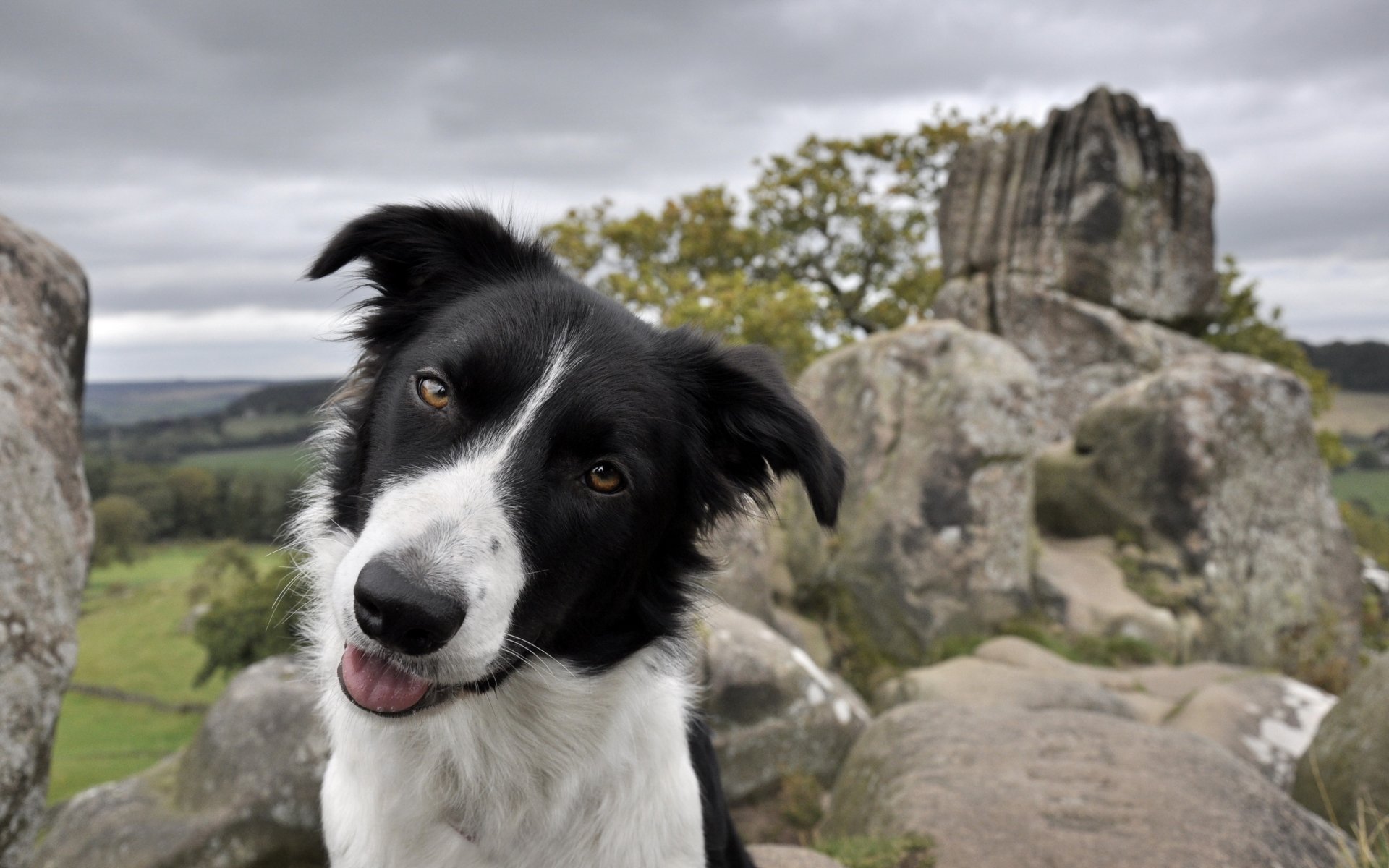 perro mirada amigo