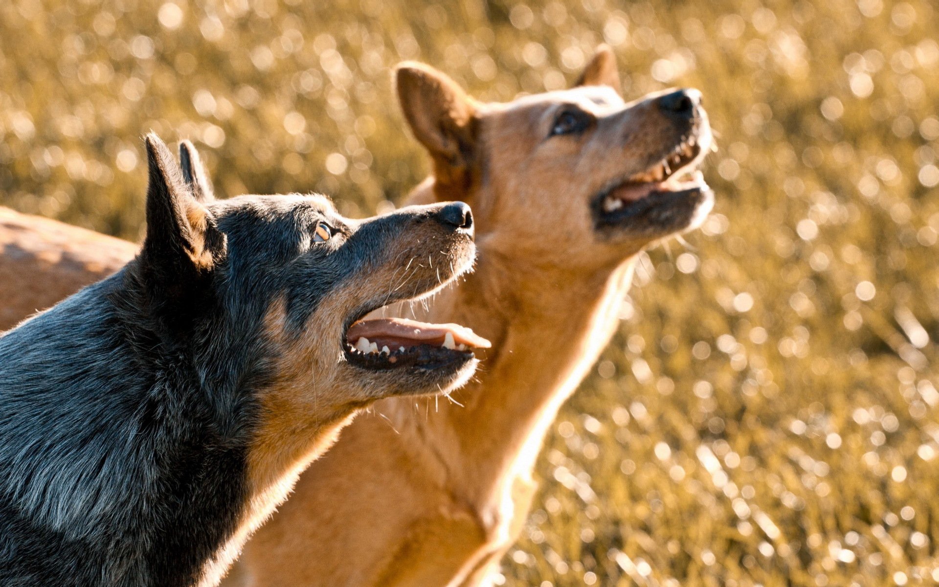 hunde natur hintergrund