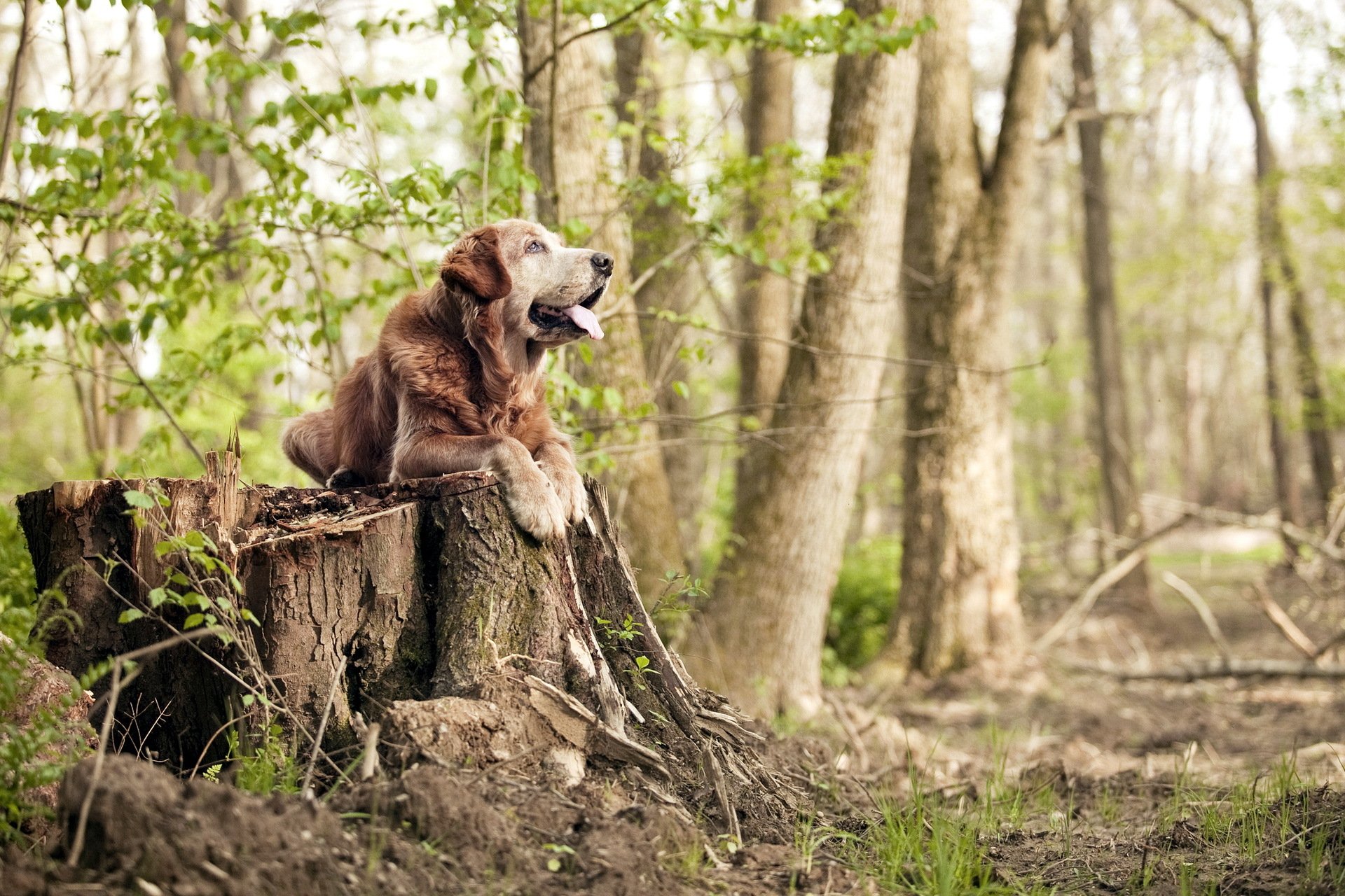 chien forêt nature