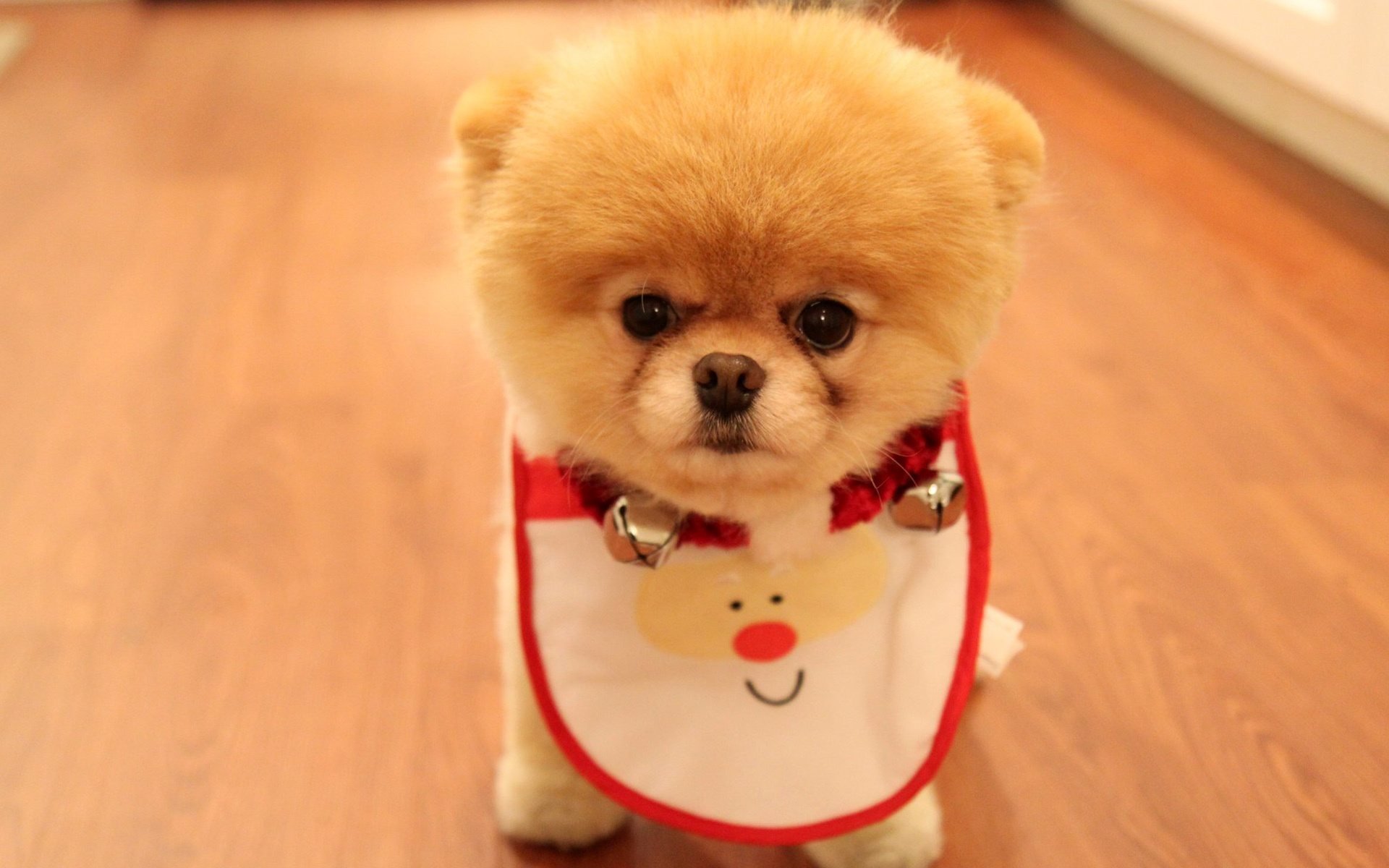cucciolo carino come regalo di natale pomerania razza cane cane sguardo occhi naso muso peloso