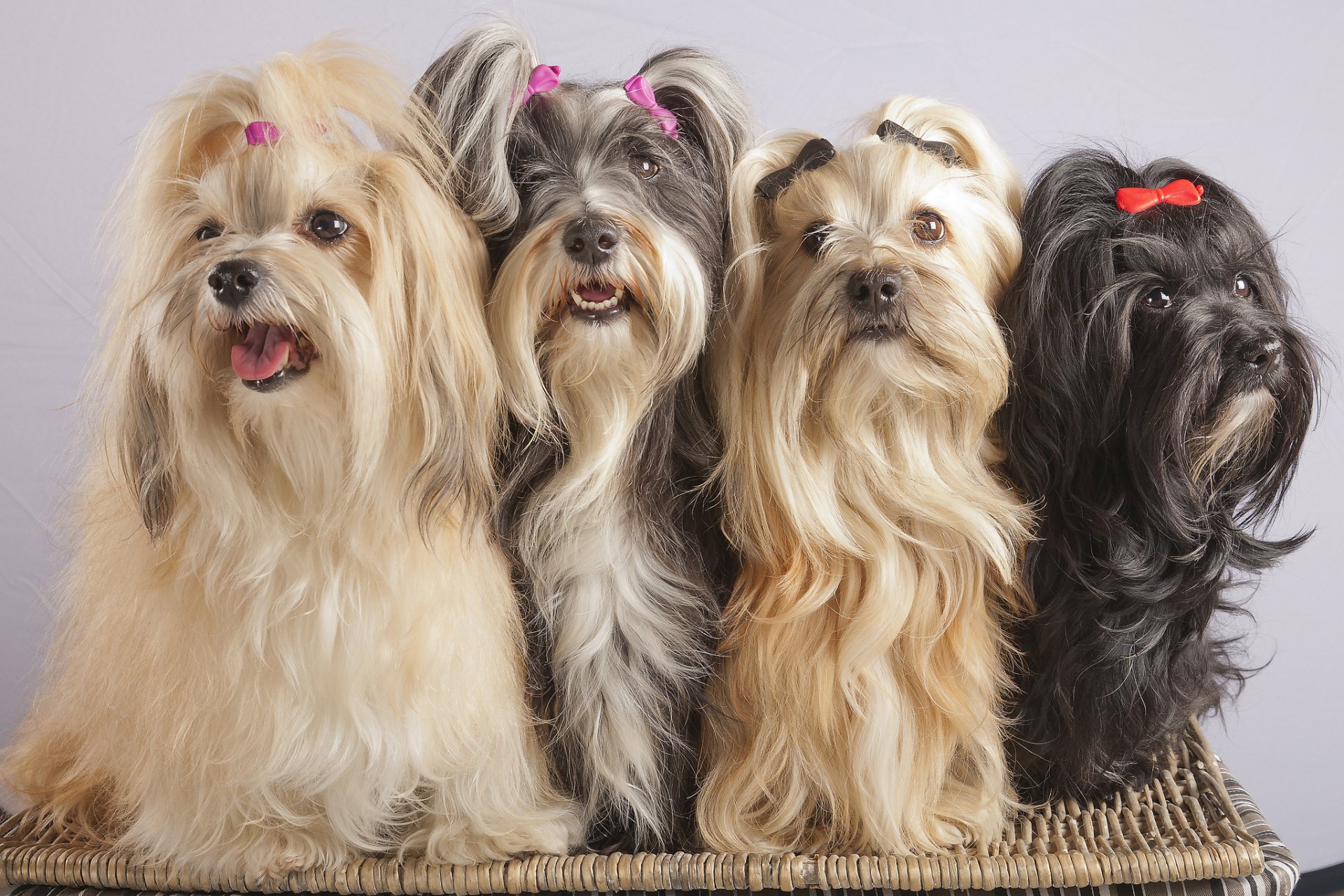 havanese quartet clip