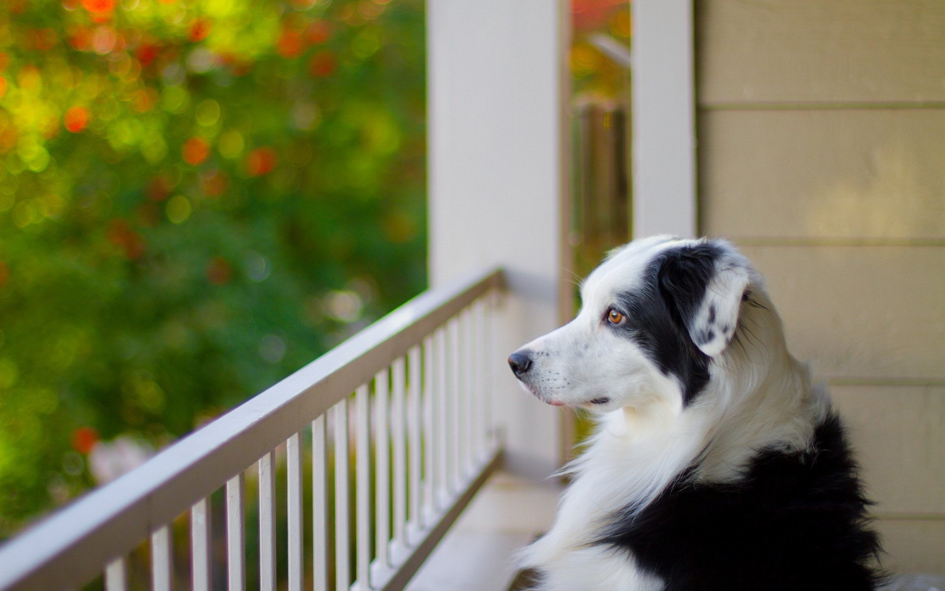 dog view other