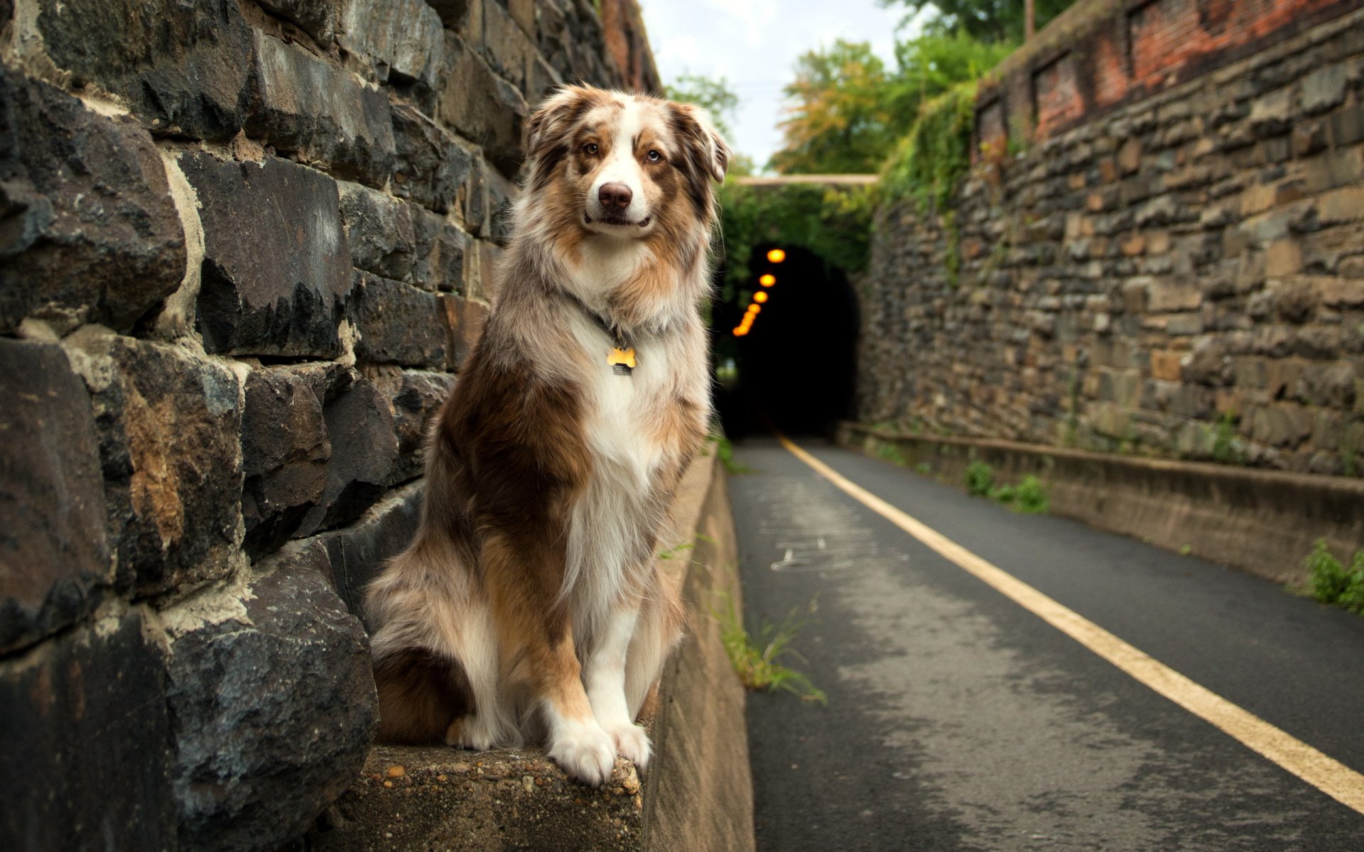 perro camino amigo