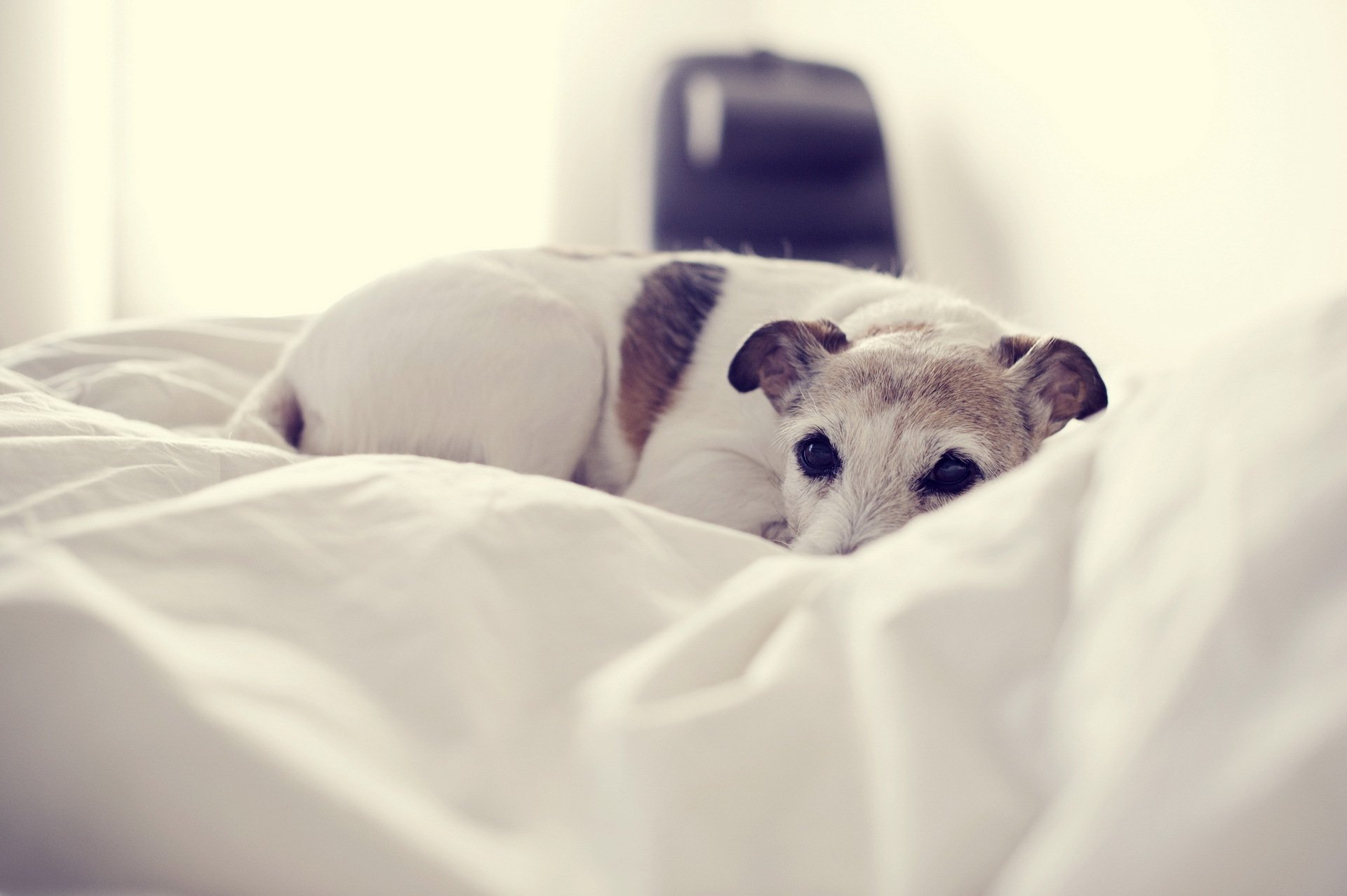 chien maison confort