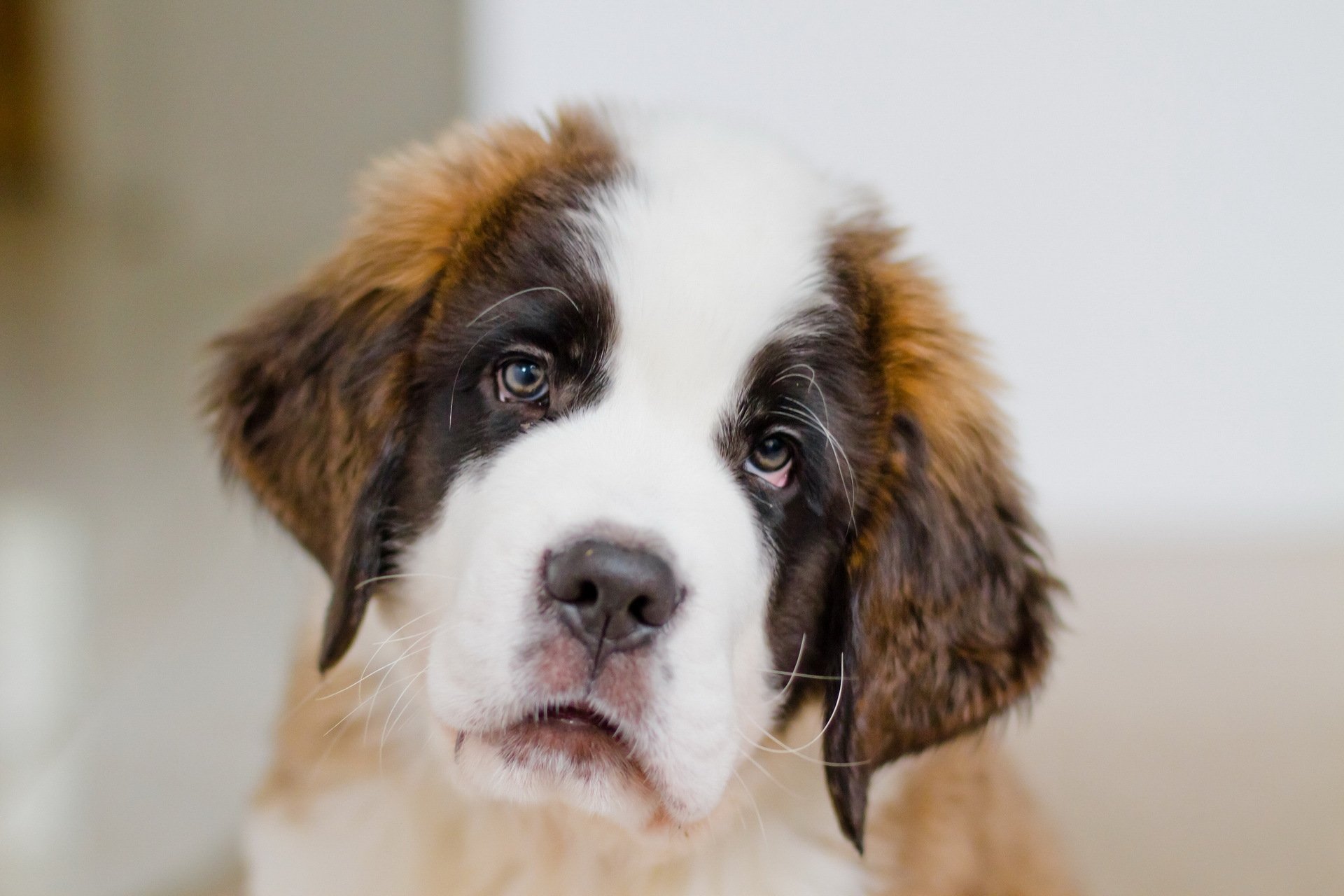 hund blick freund