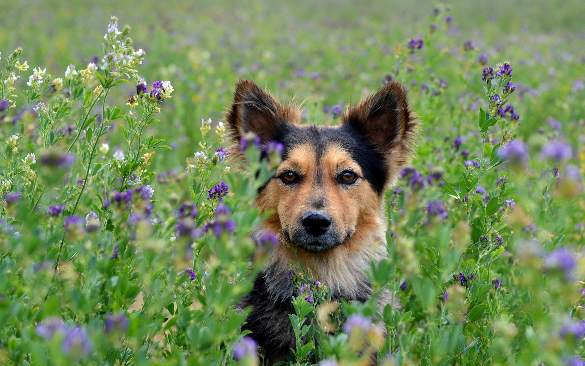chien champ fleurs