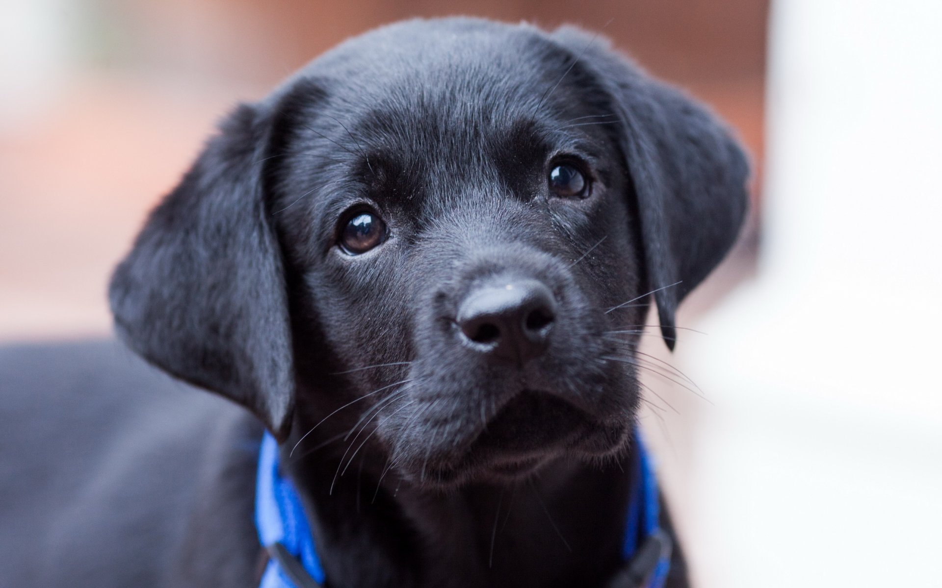 chien chiot regard