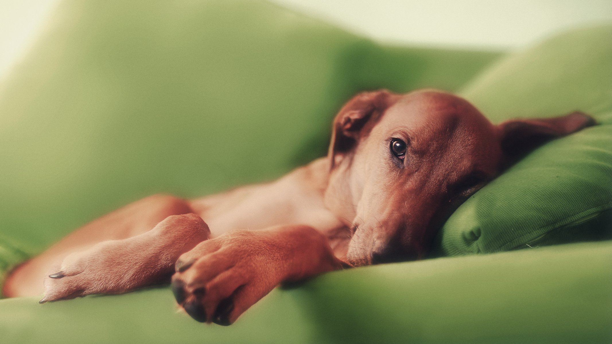 dog red sofa feet