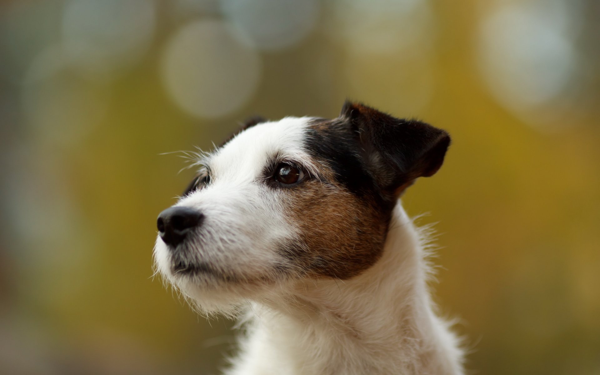 chien vue fond