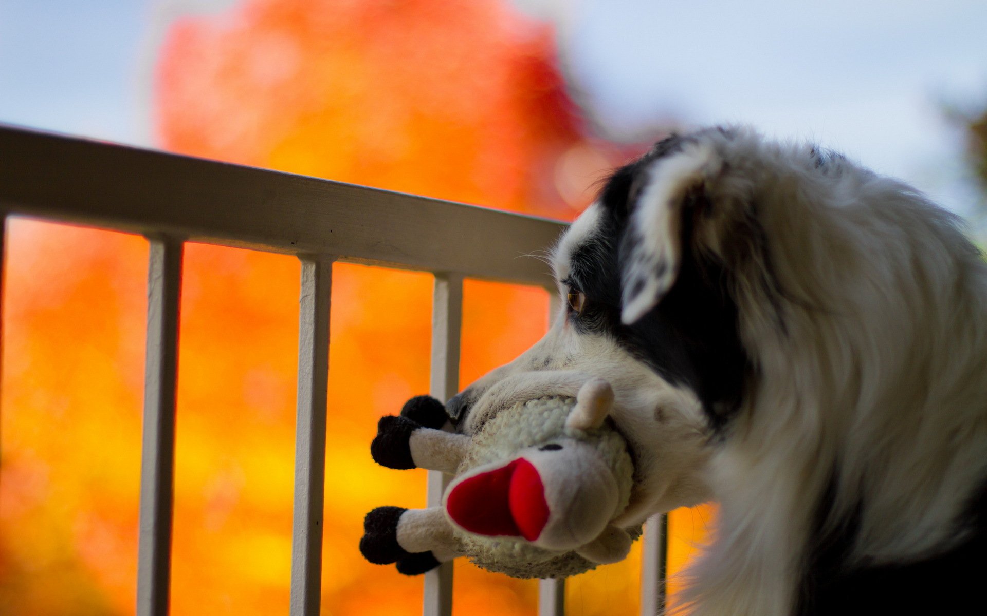 dog toys background
