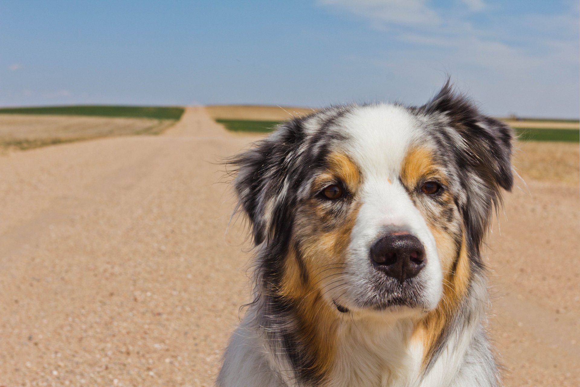 dog road background sky