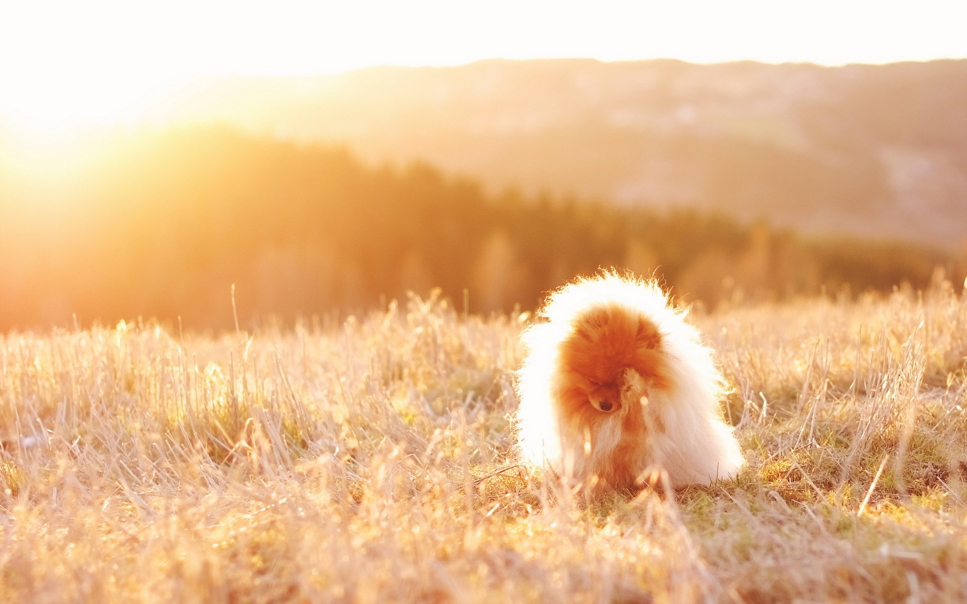 perro campo luz