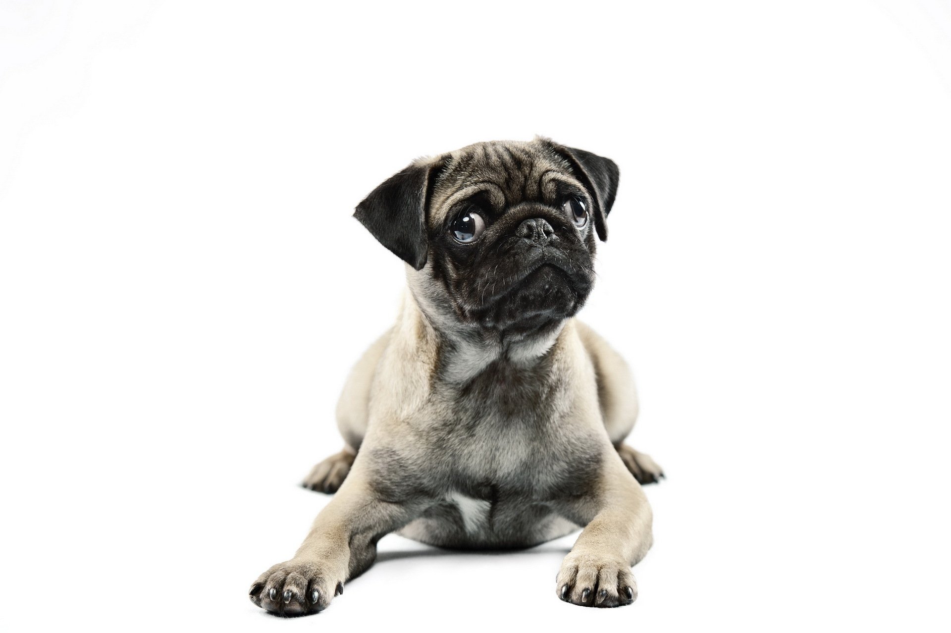 hund mops blick