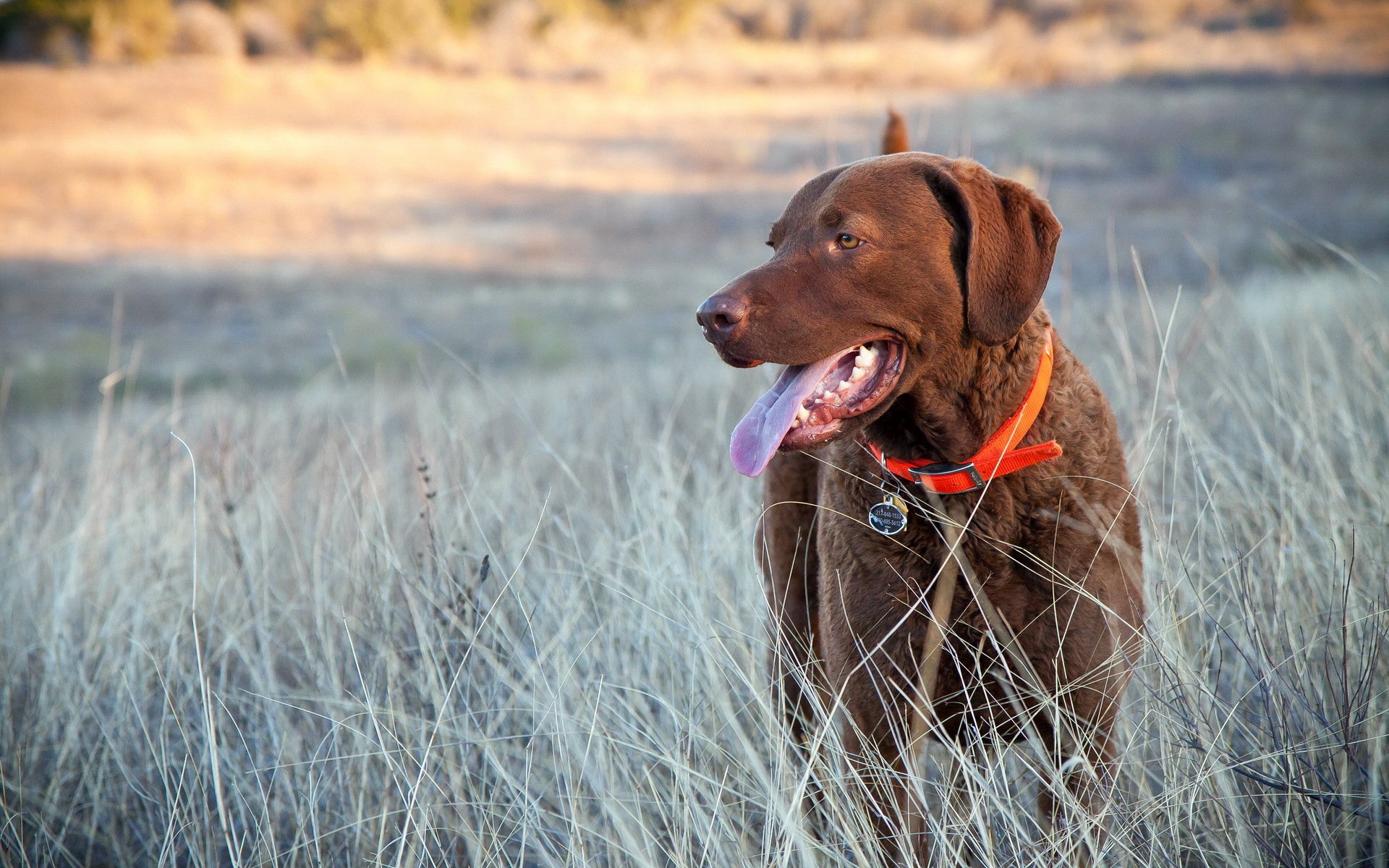 dog other the field
