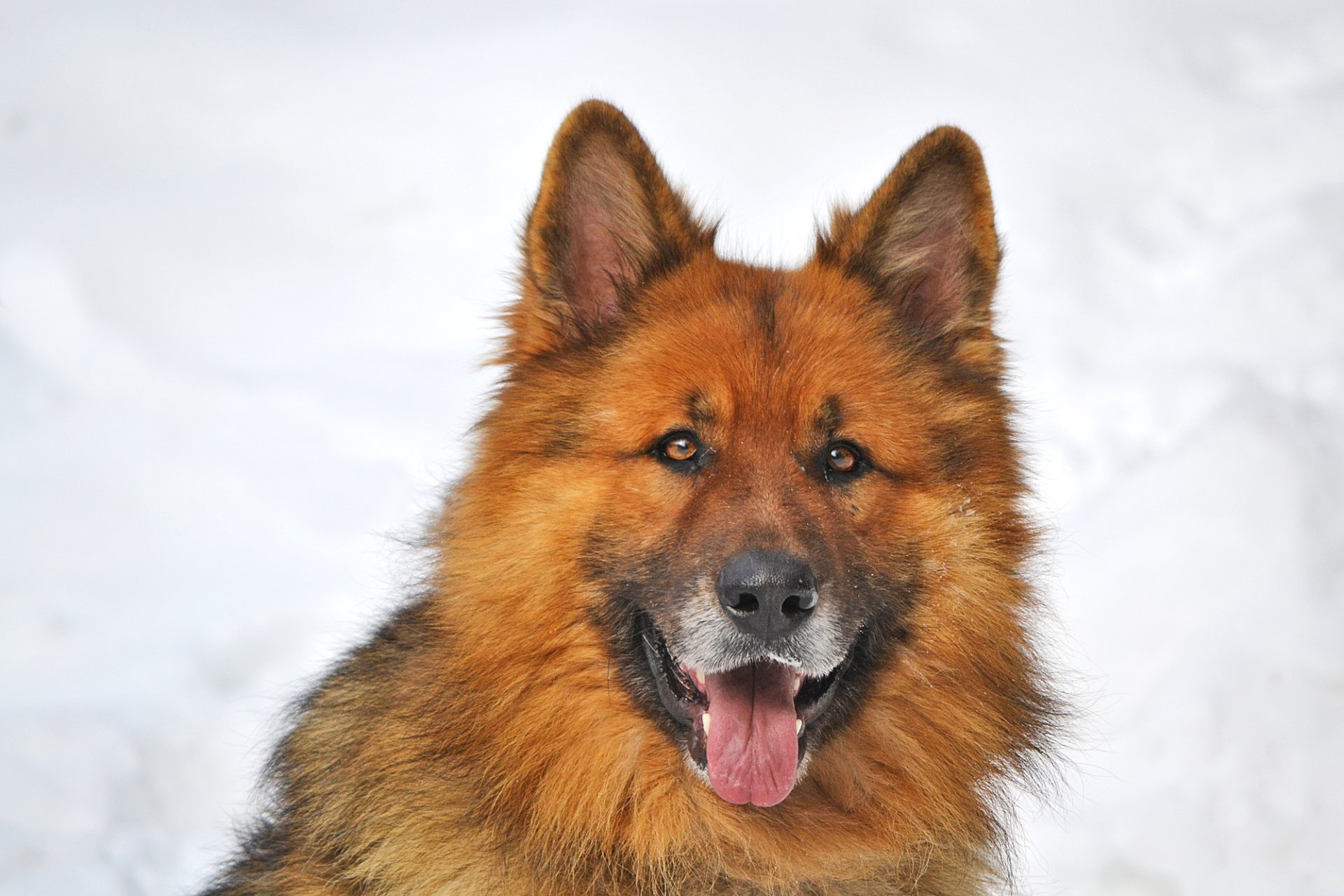 perro pastor alemán scherhan mordaha