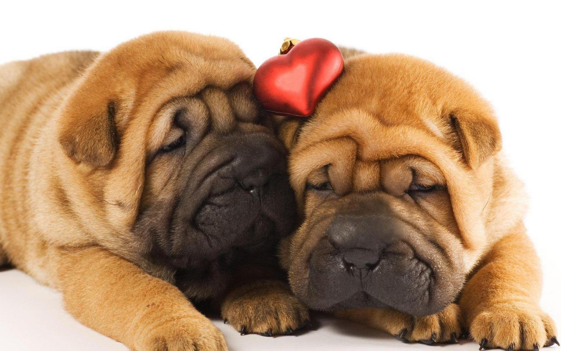 cuccioli shar pei dormire dormire situazione cuore due coppia