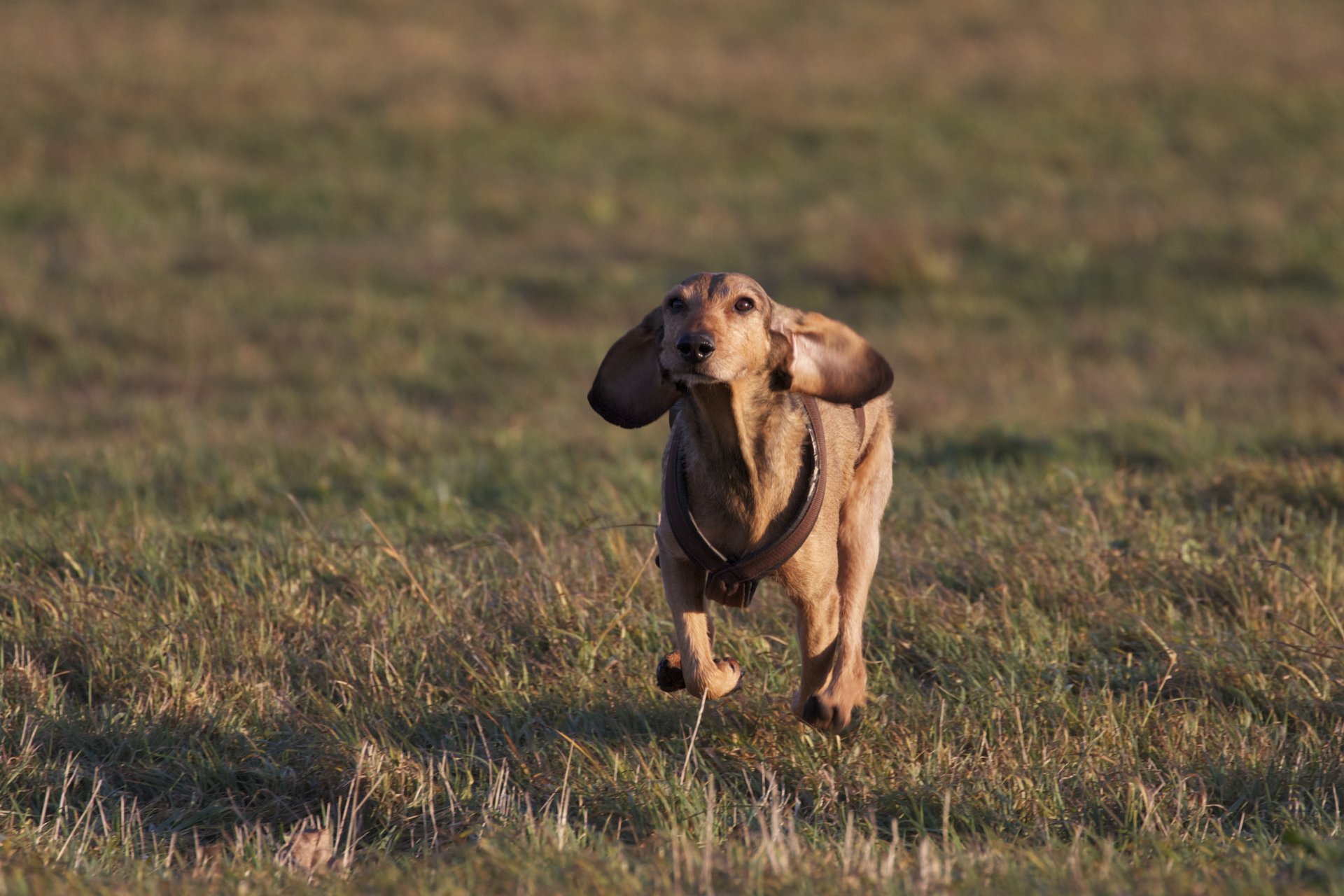 dog running grass the field mood