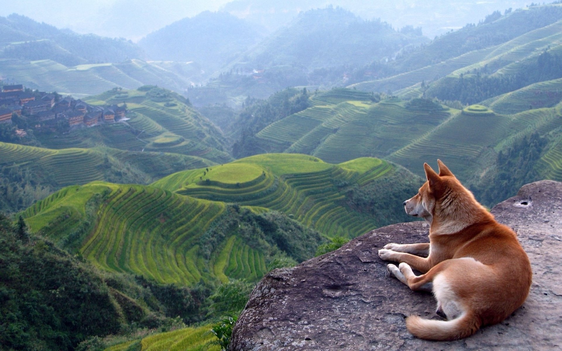 dog views landscape mountain
