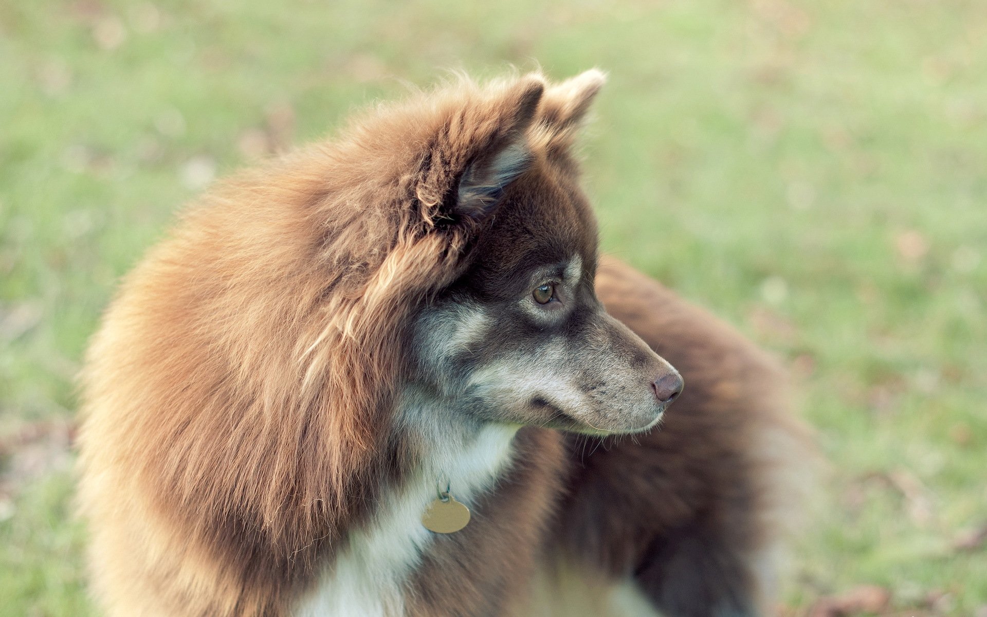 dog view background