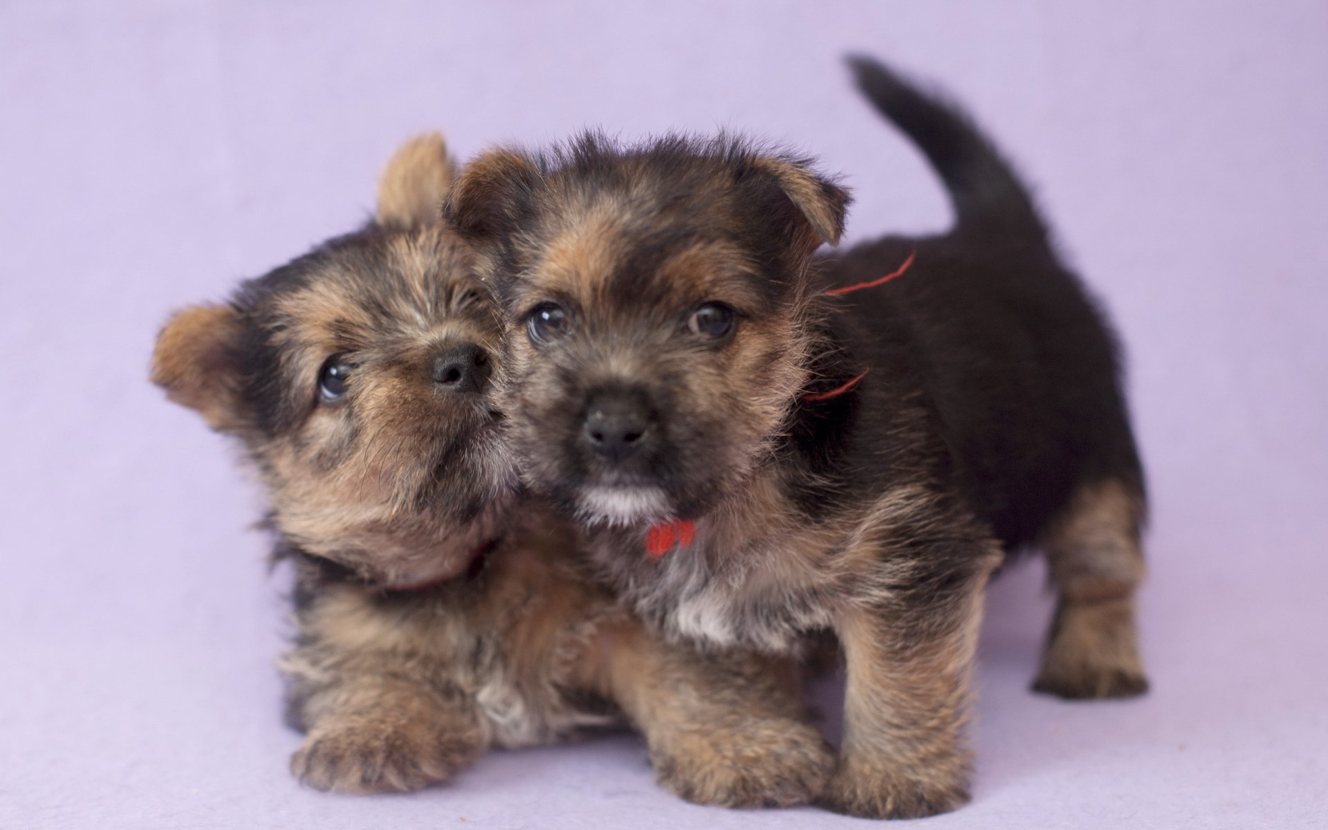 chiens chiots maison