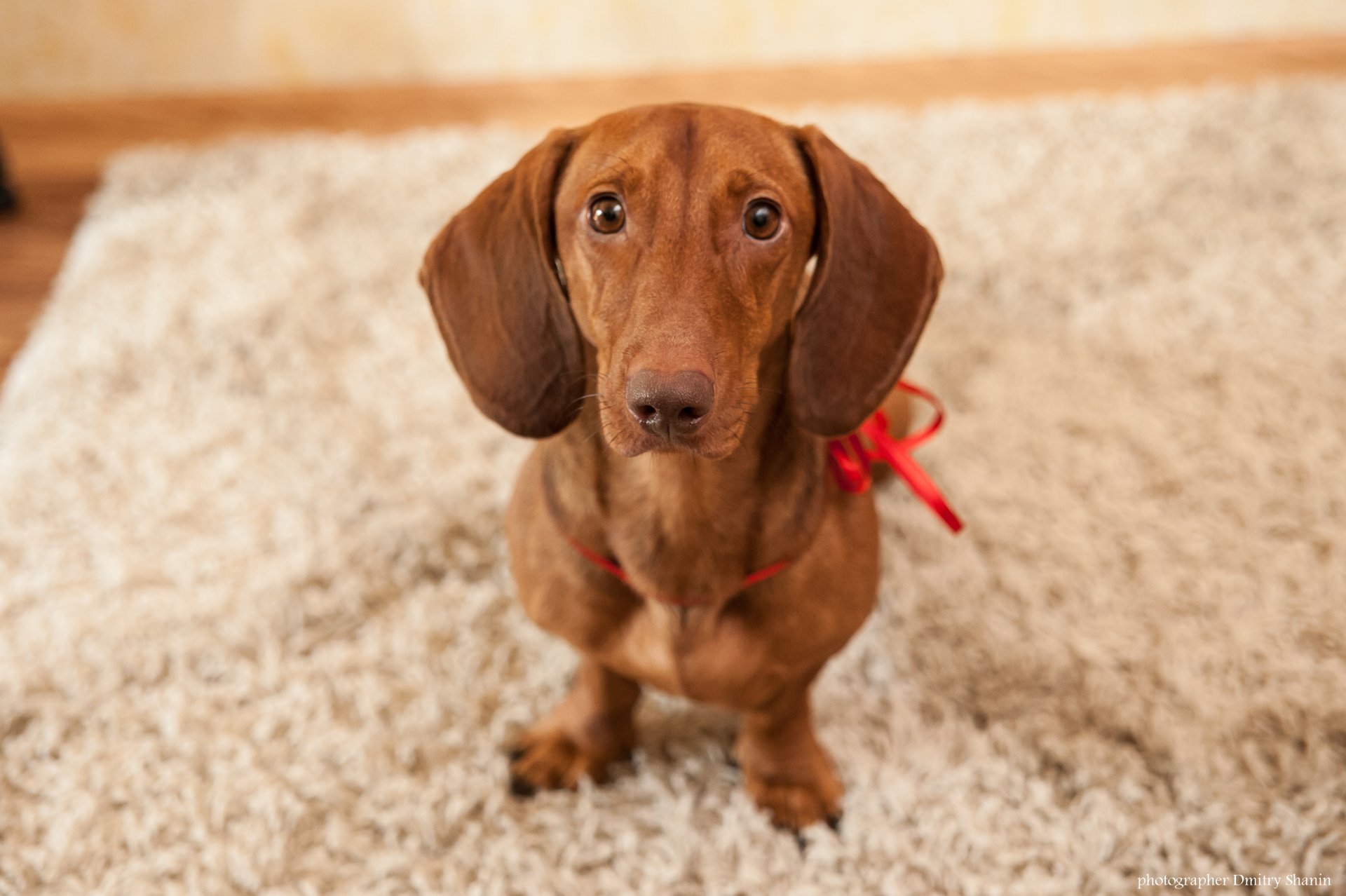 dachshund triste casa alfombra mirada boda