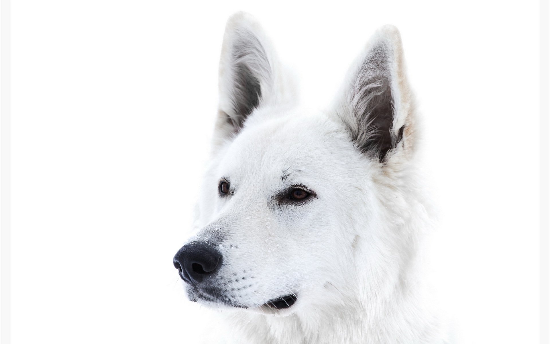 dog view background