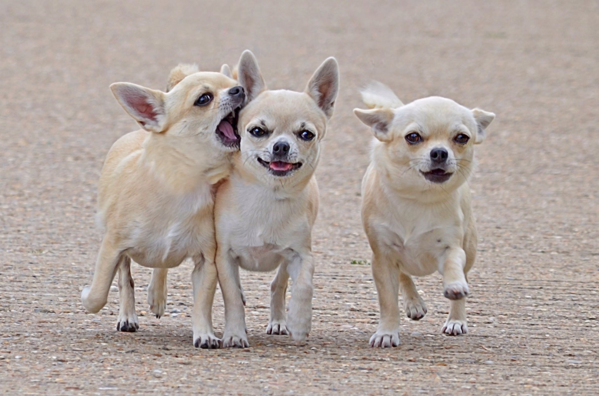 chihuahua tre amici compagni cani passeggiata