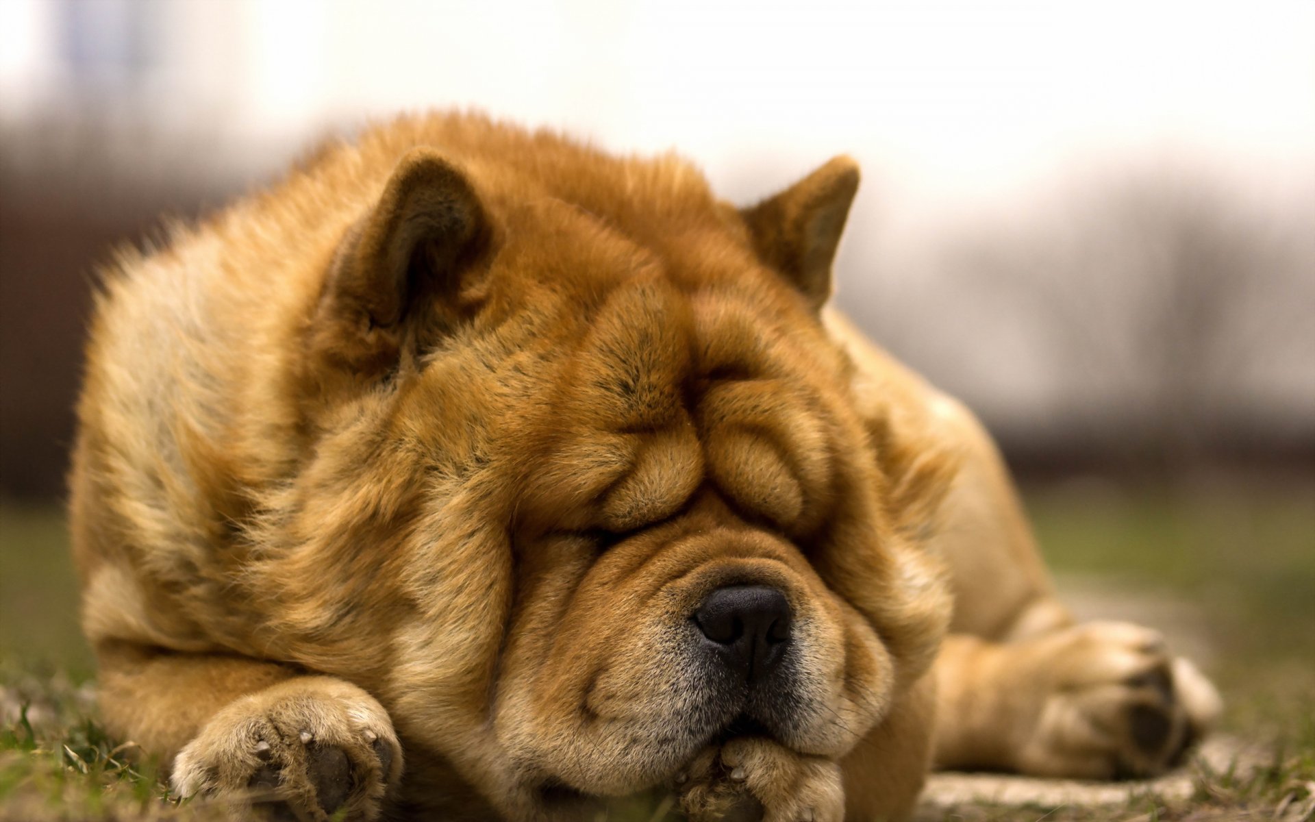 temps de sommeil chien ami