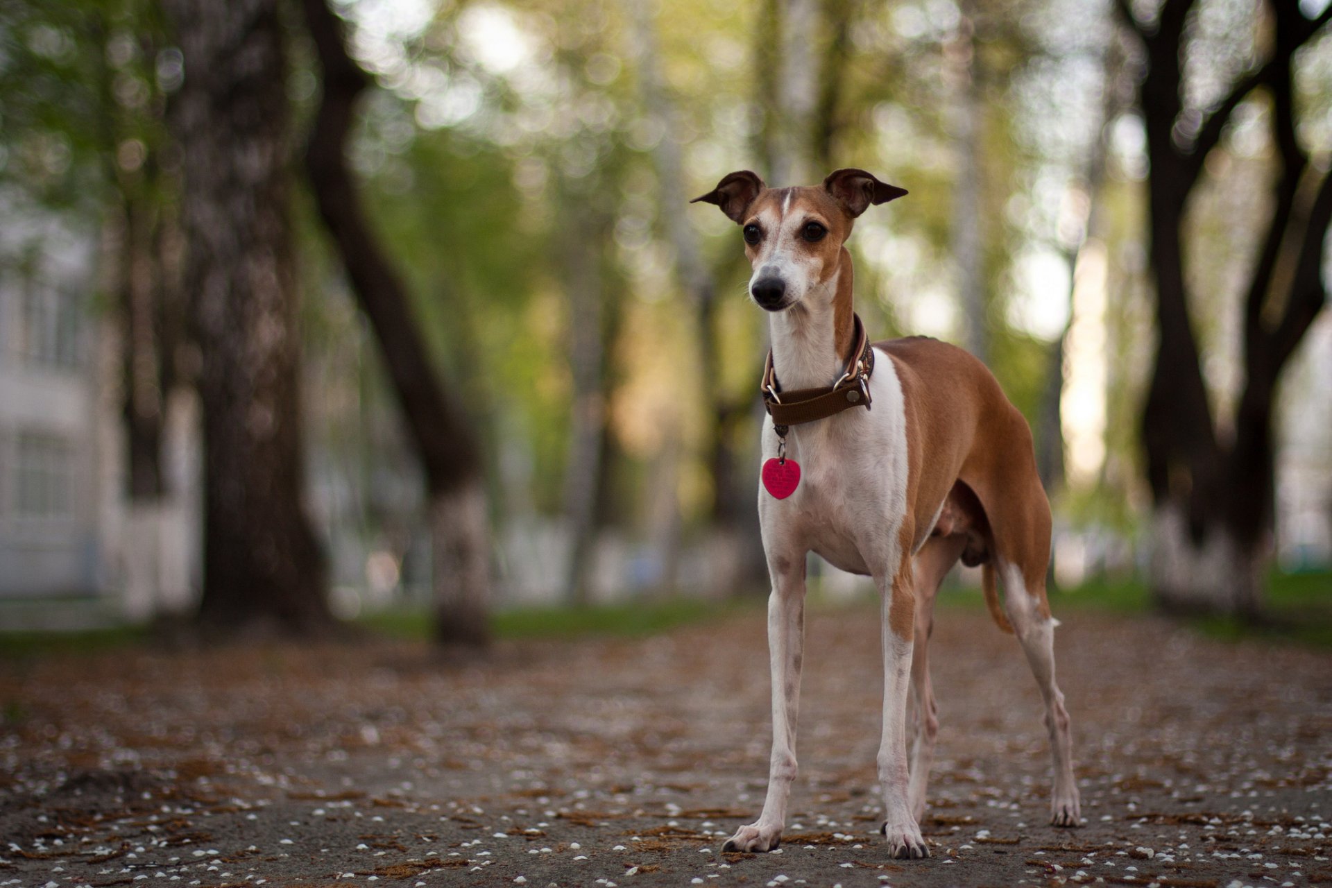 cane strada sfondo