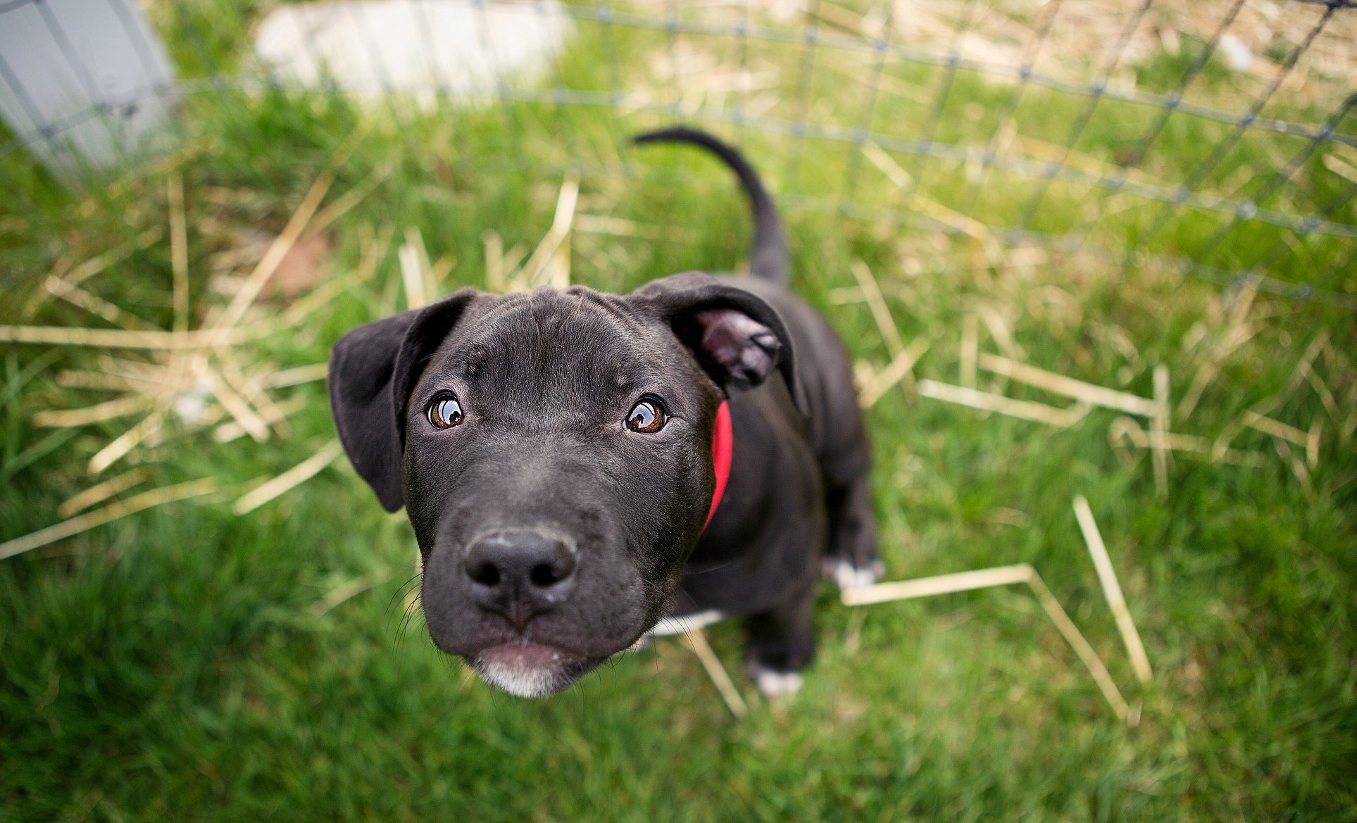 dog view eyes muzzle blur