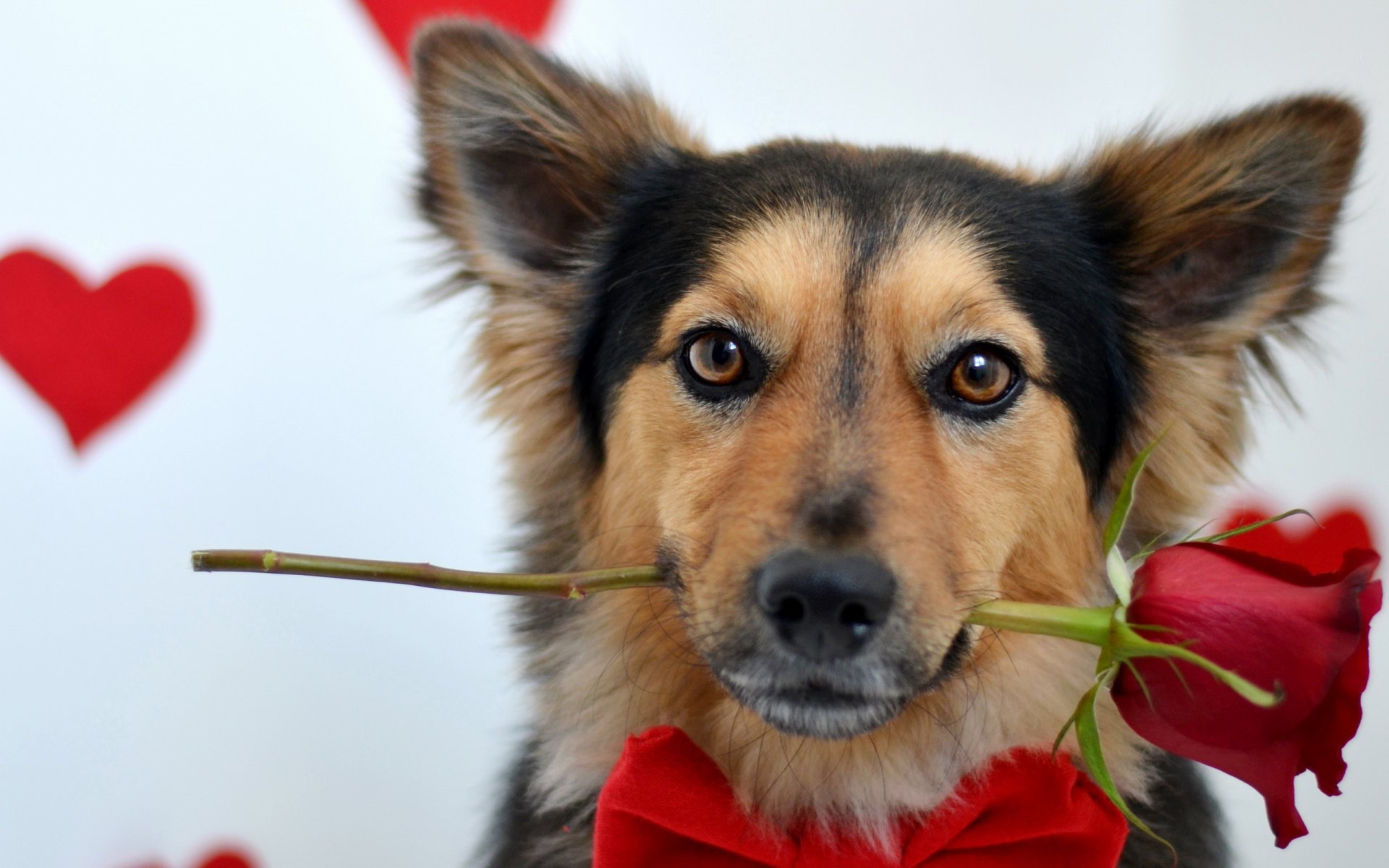 perro mirada rosa