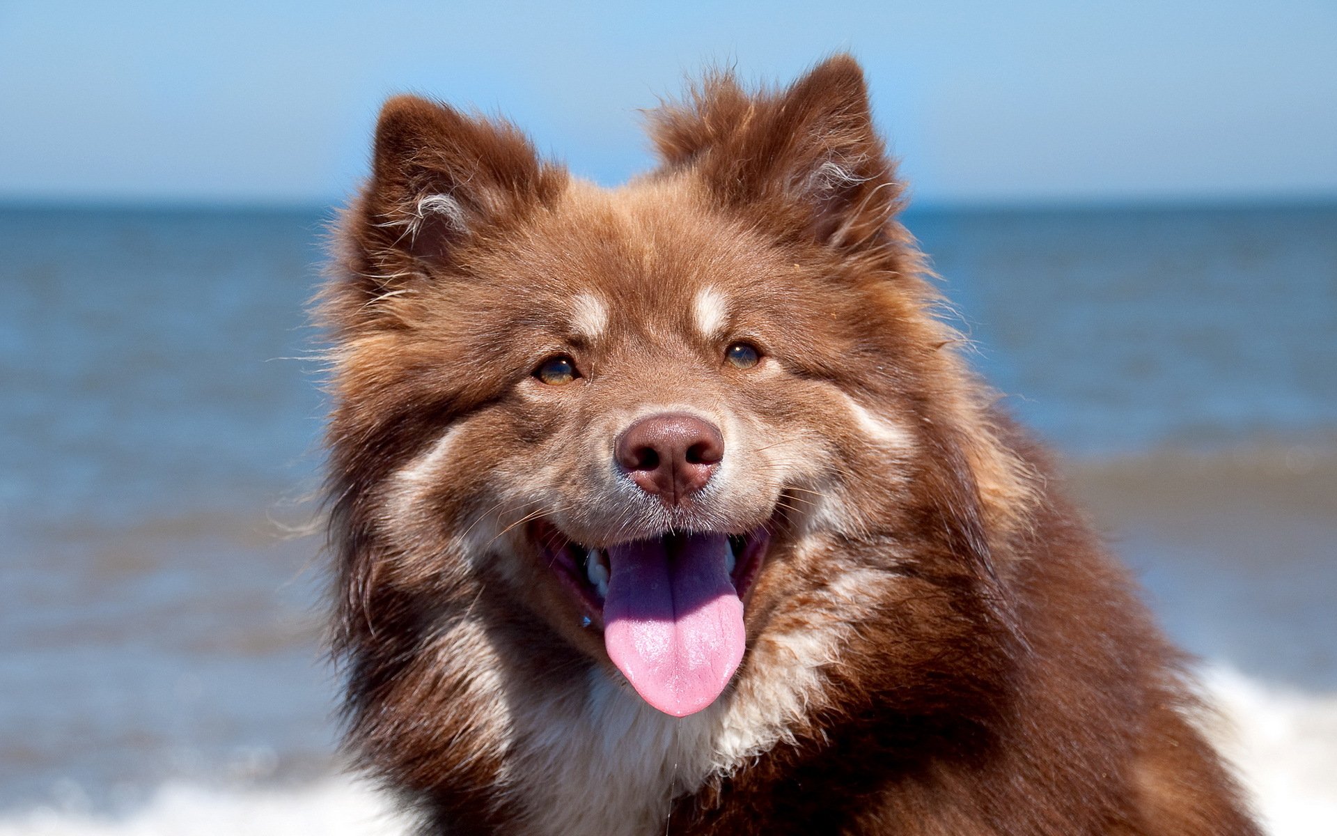 chien portrait fond