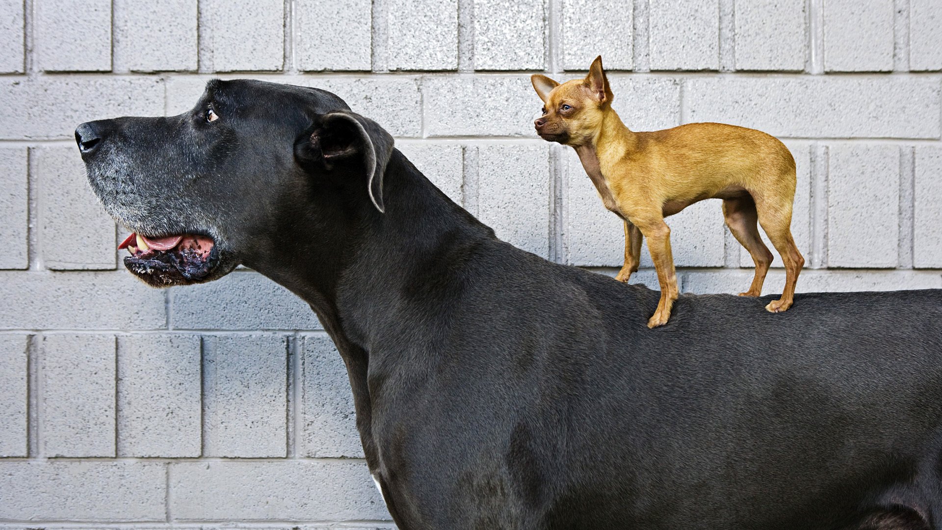 cani grande piccolo alano chihuahua toy terrier