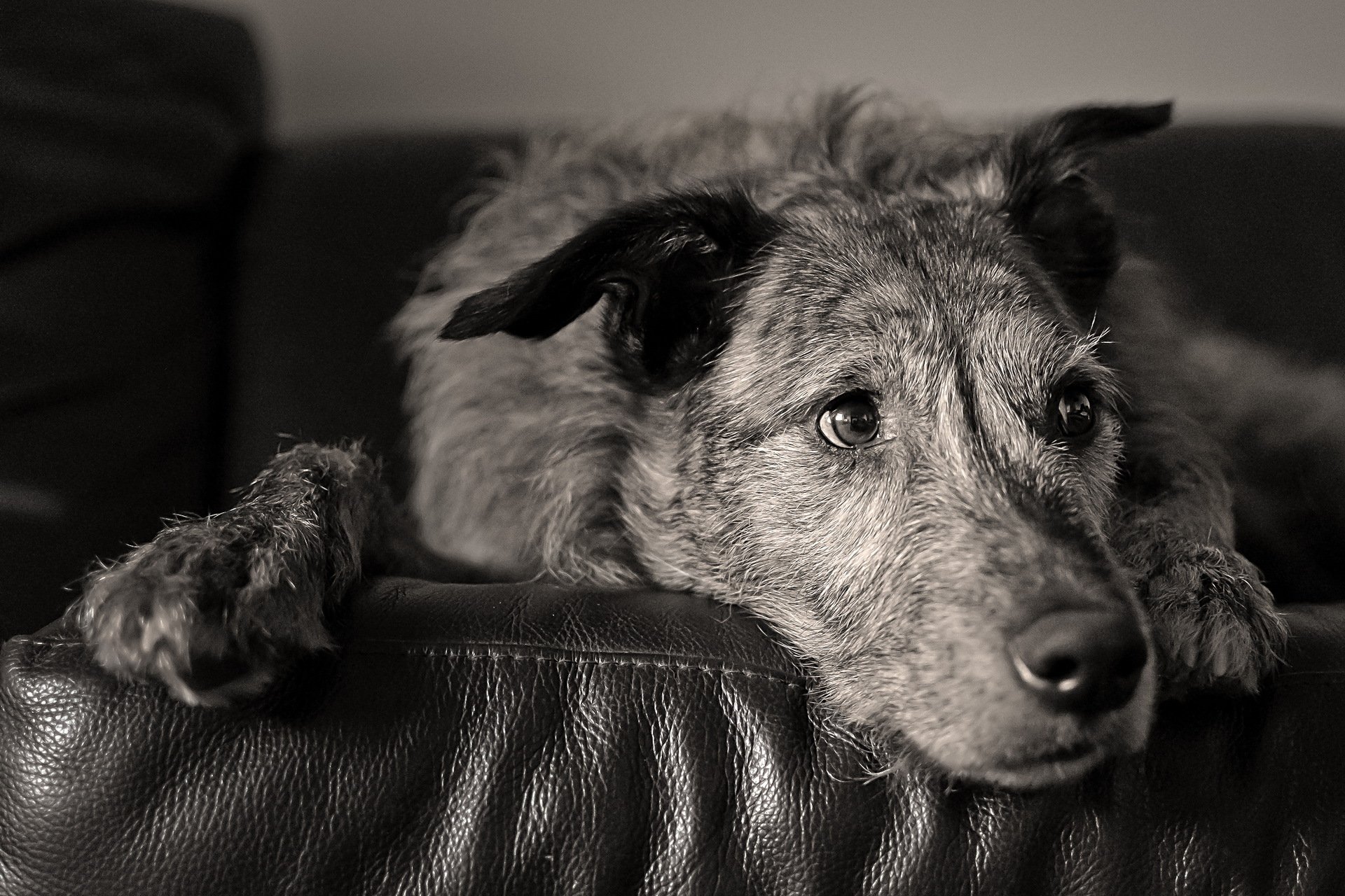 cane sguardo amico