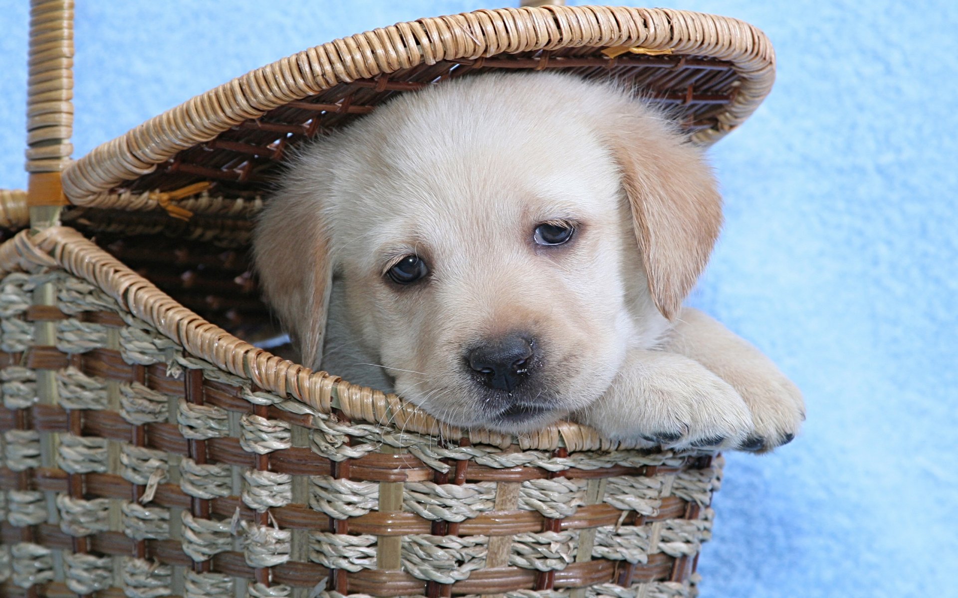 chiot labrador panier