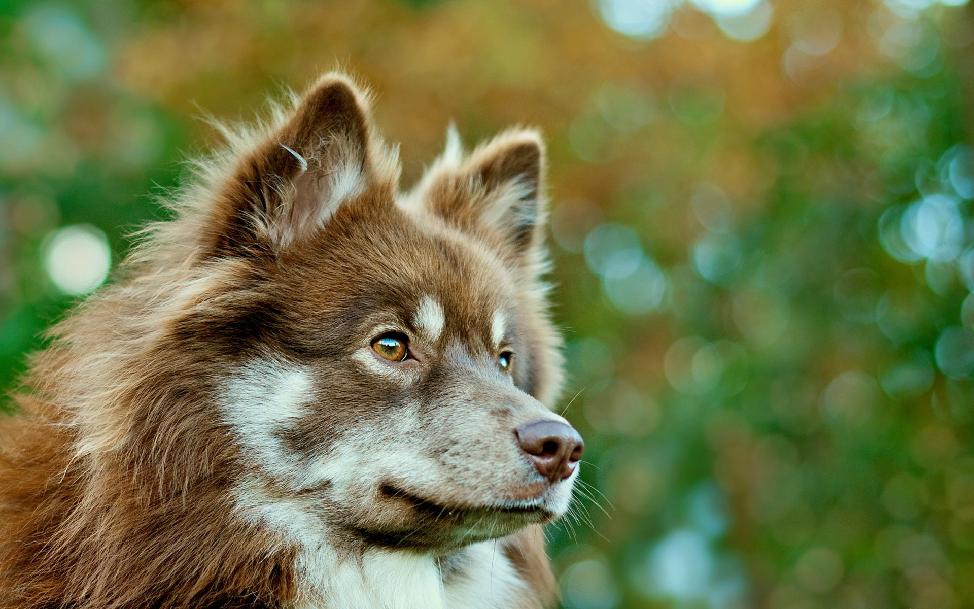 cane sguardo amico