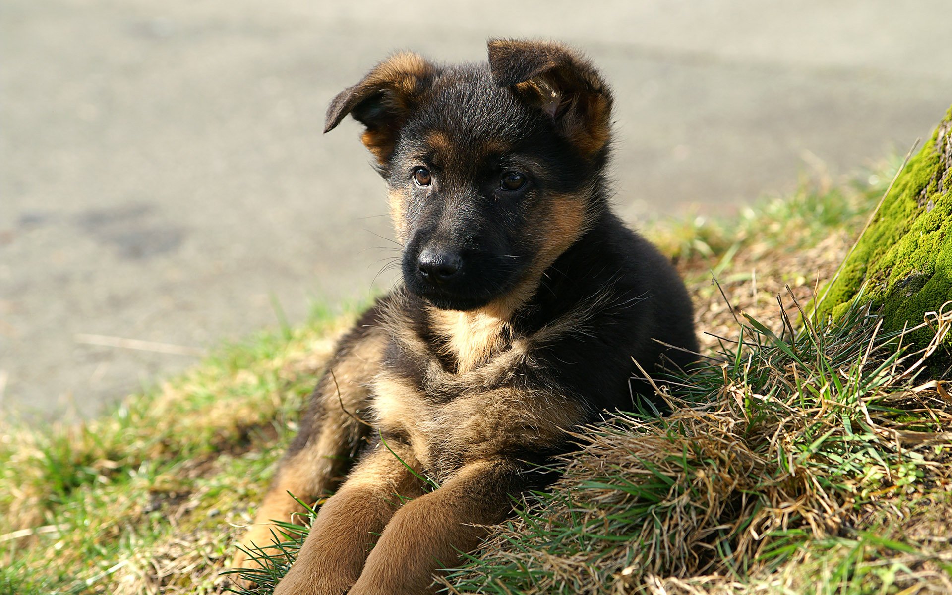 chiot chien herbe