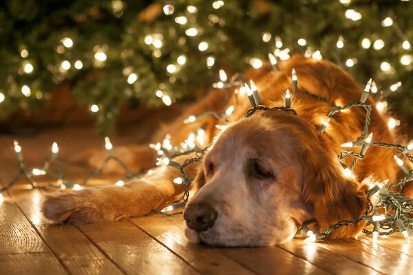 A dog lying in a garland on a wooden floor